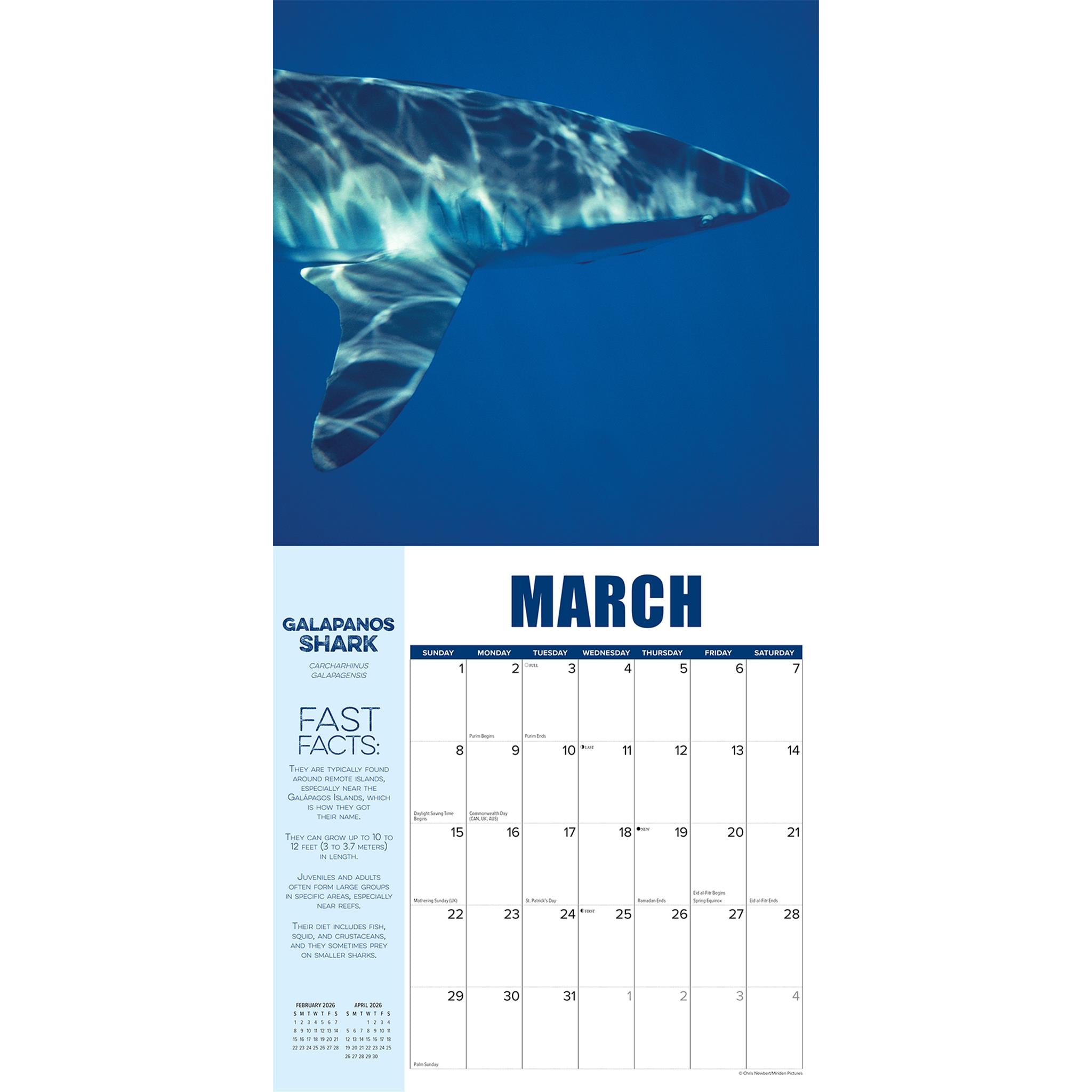 Calendrier mural de l'année du Requin 2026