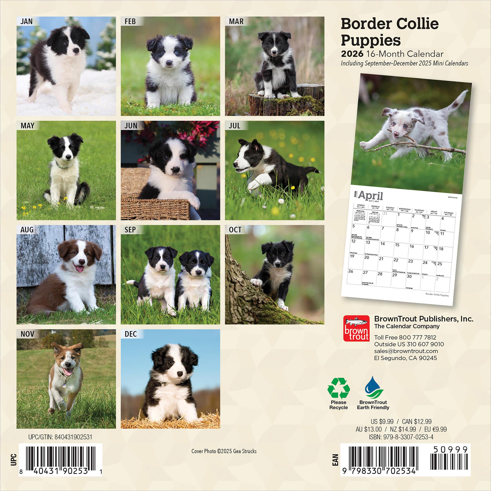 Mini calendrier 2026 des chiots Border Collie