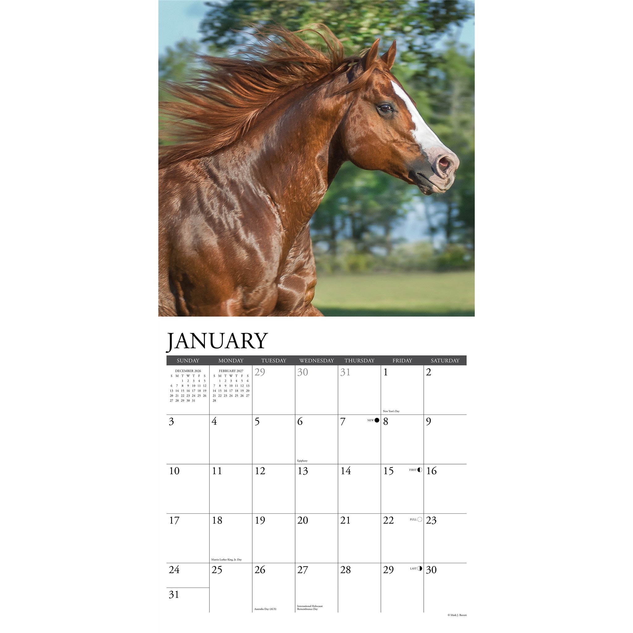 American Quarter Horses 2027 Wall Calendar