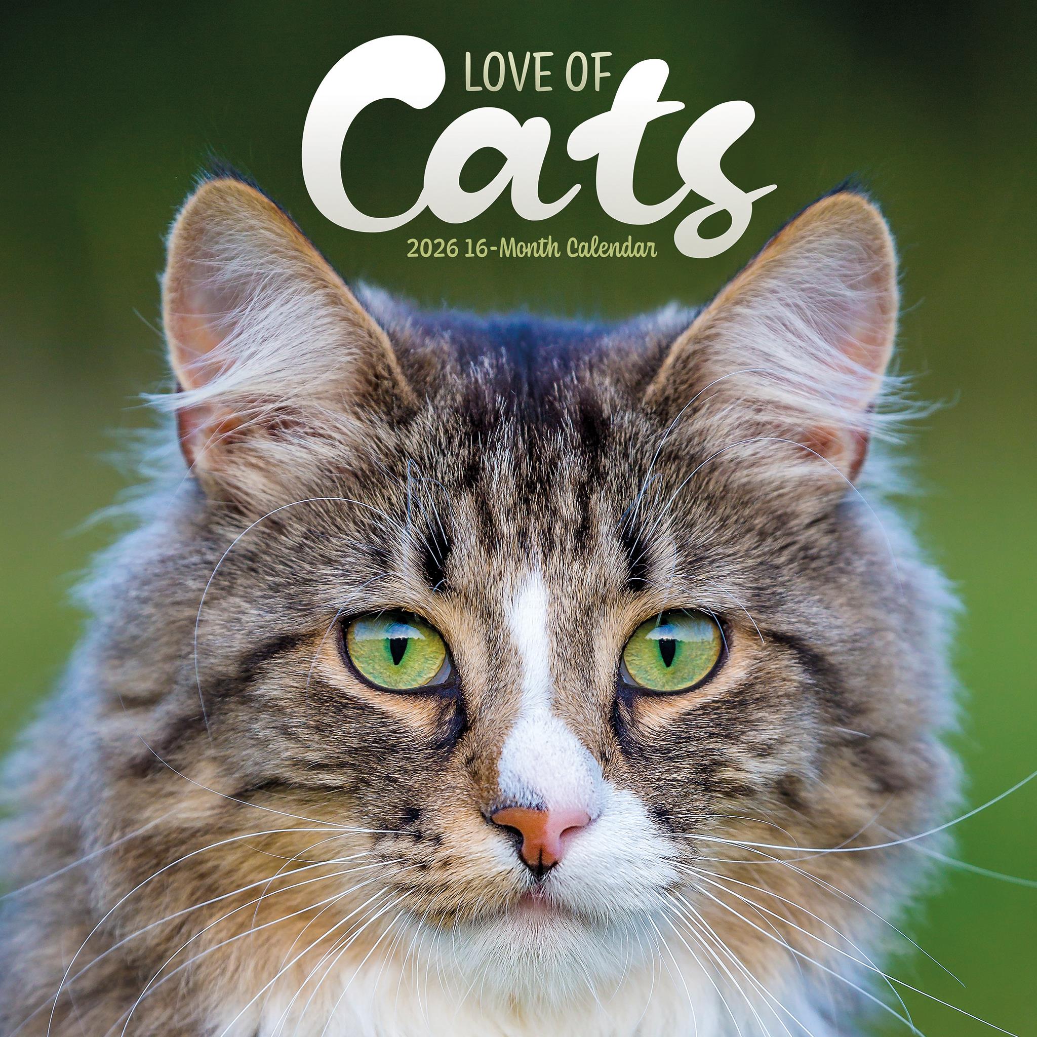 Calendrier mural Amour des chats 2026