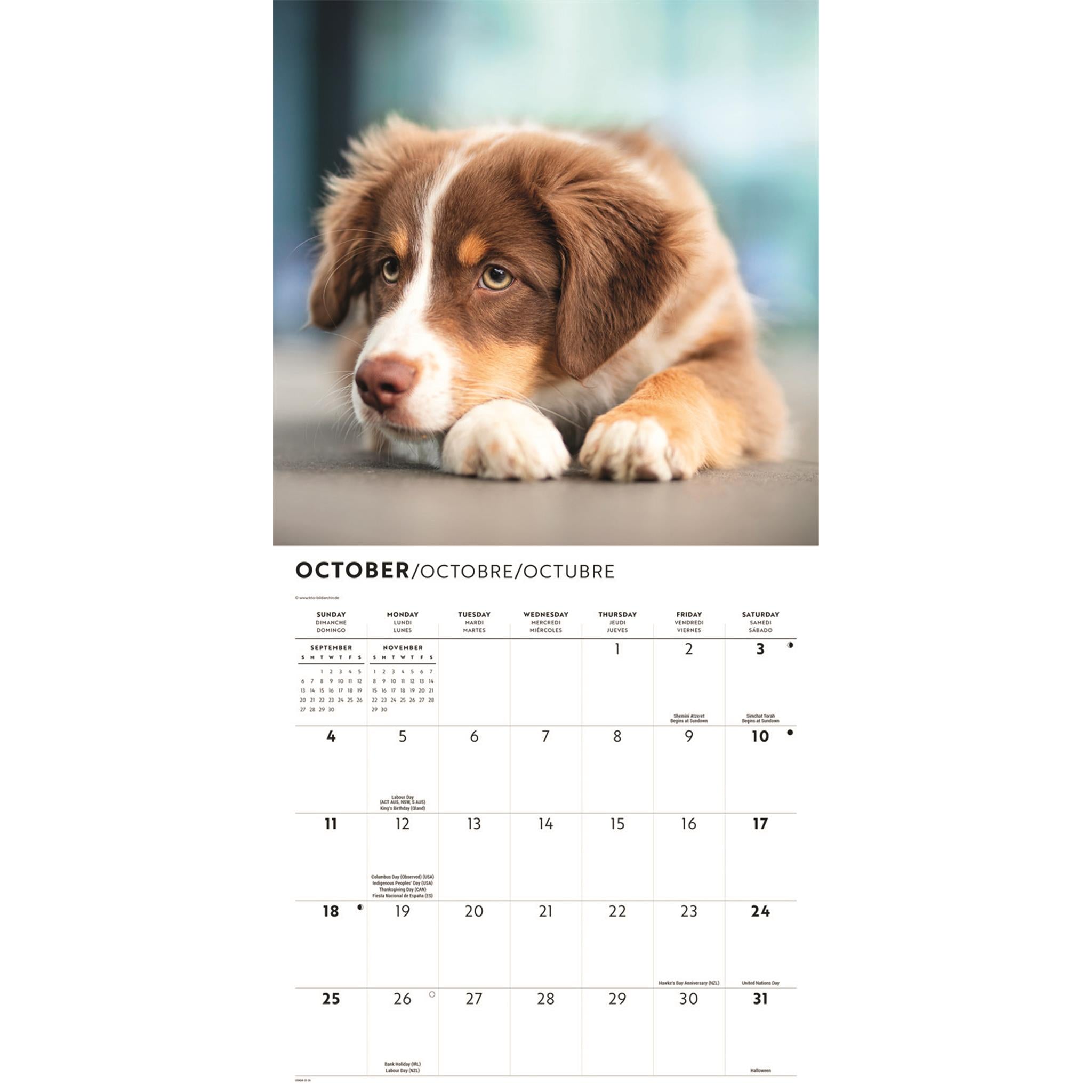 Calendrier mural des Bergers Australiens 2026