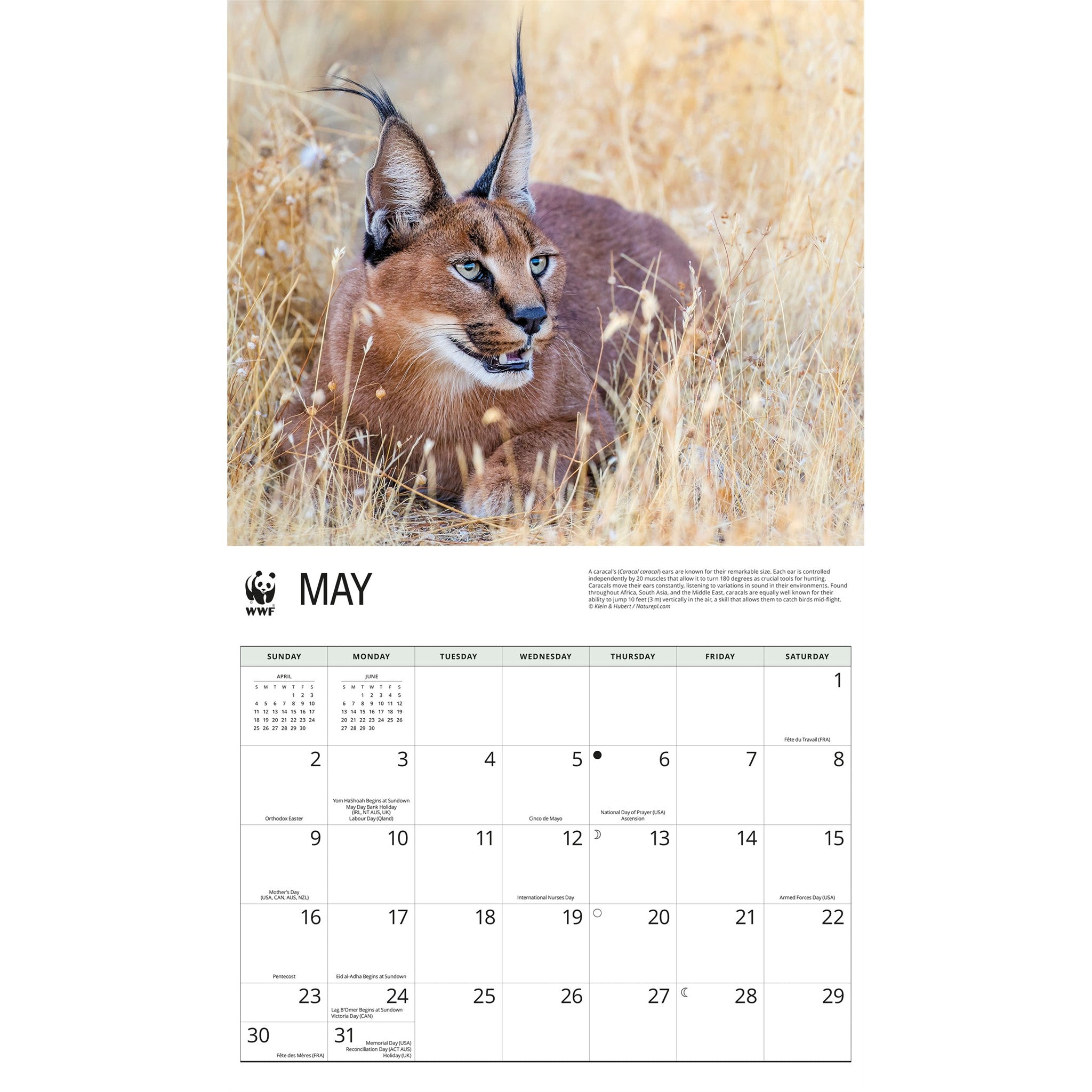 Calendrier mural World Wildlife Fund Chats sauvages 2027