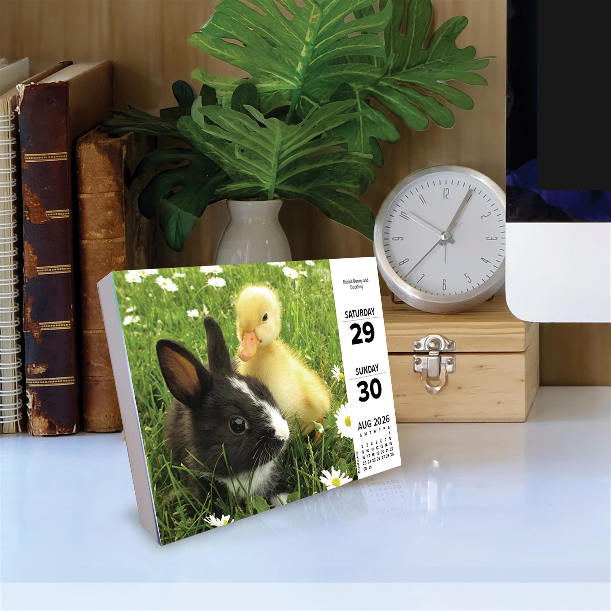 Baby Animals 2026 Box Calendar - Online Only