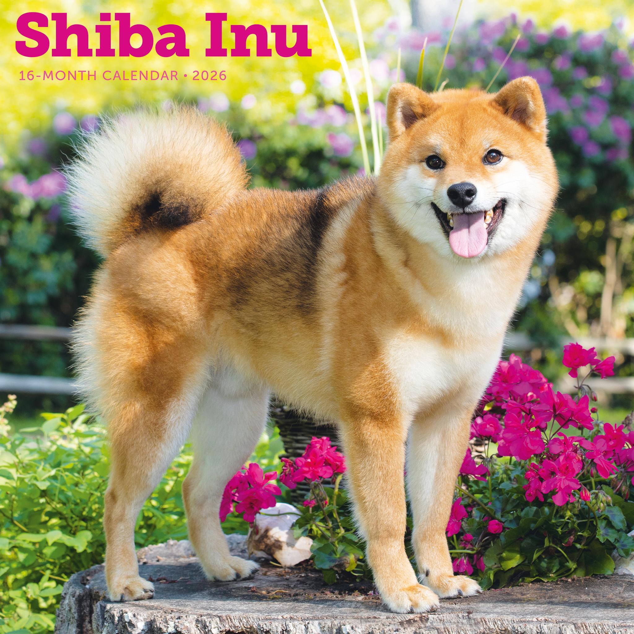 Calendrier mural Shiba Inu 2026