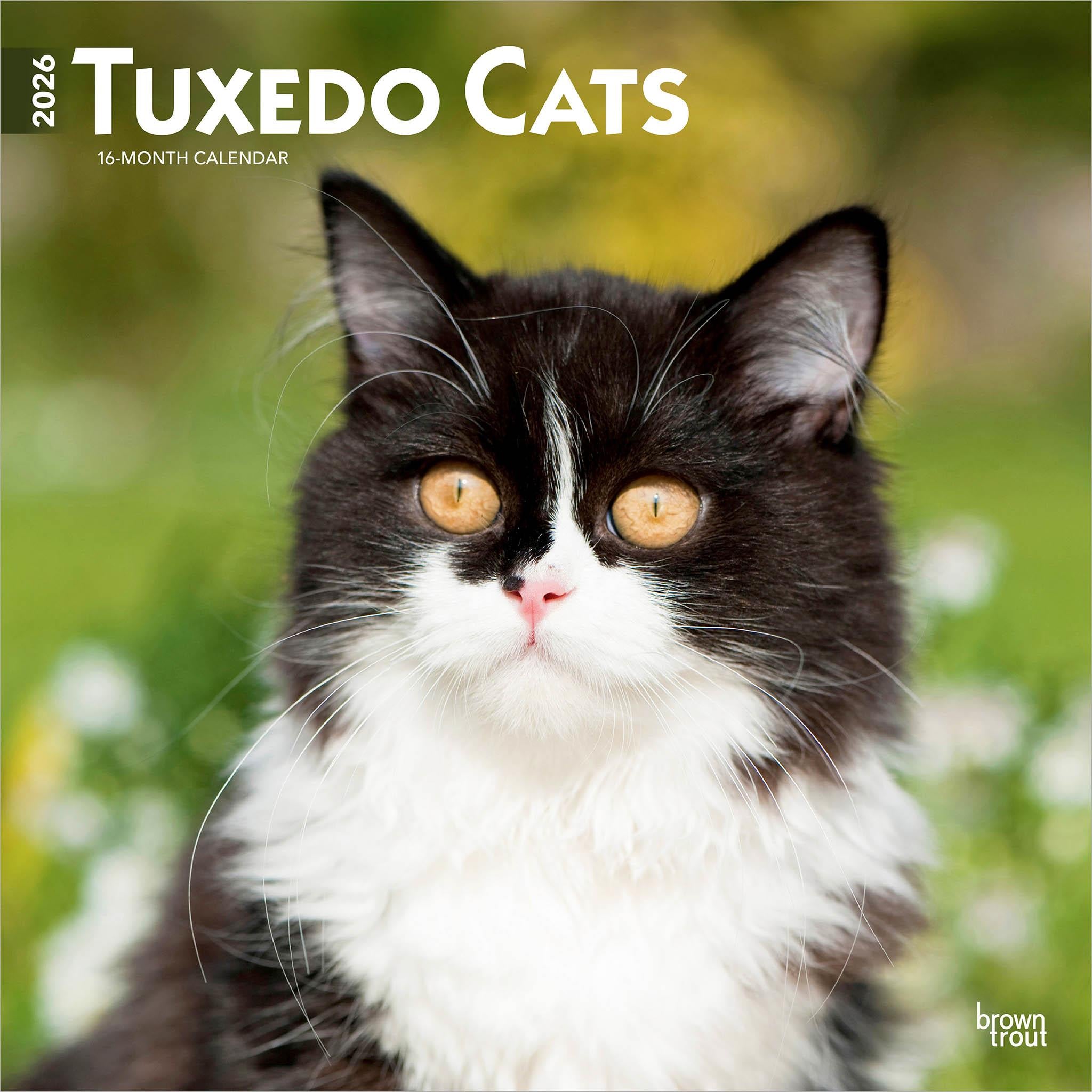 Calendrier mural Tuxedo Cats 2026