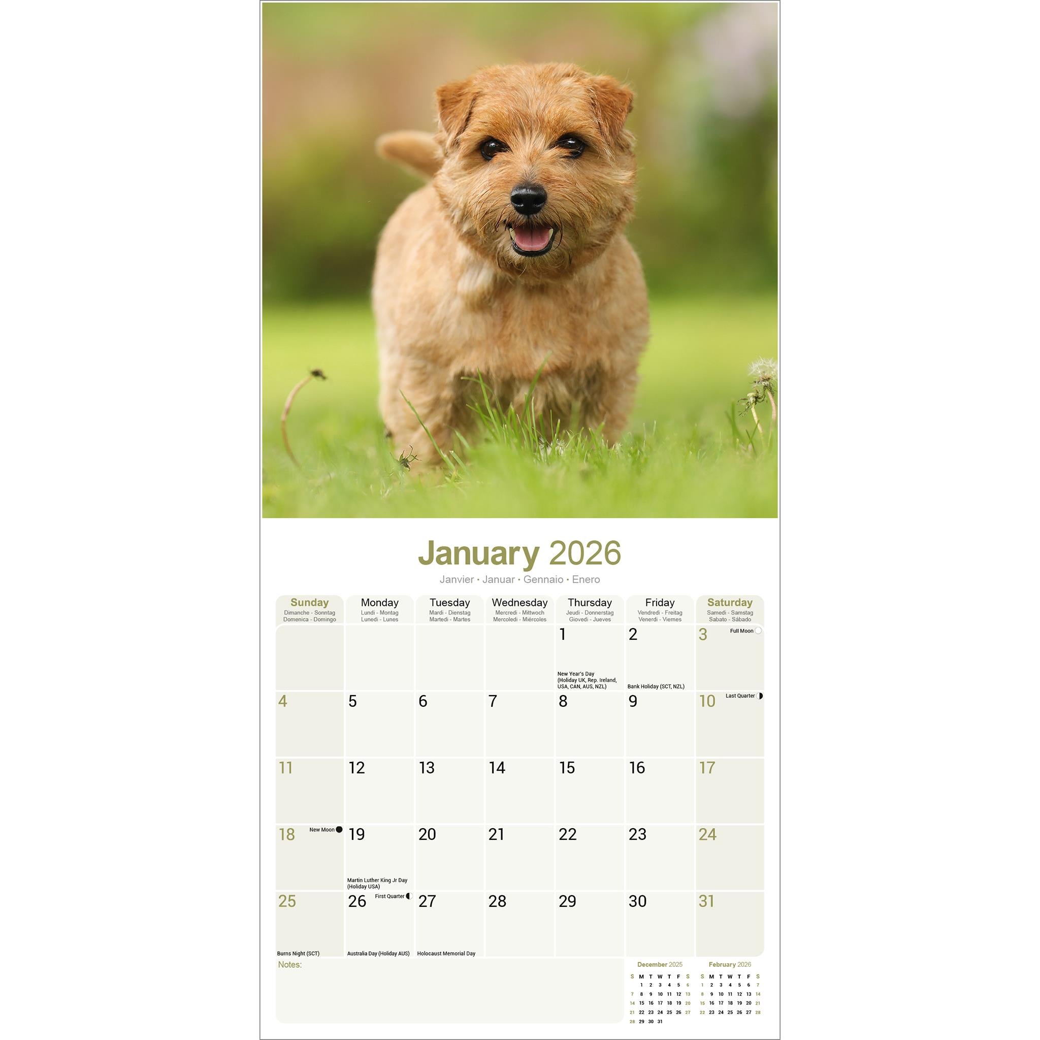 Calendrier mural Norwich Norfolk Terrier 2026