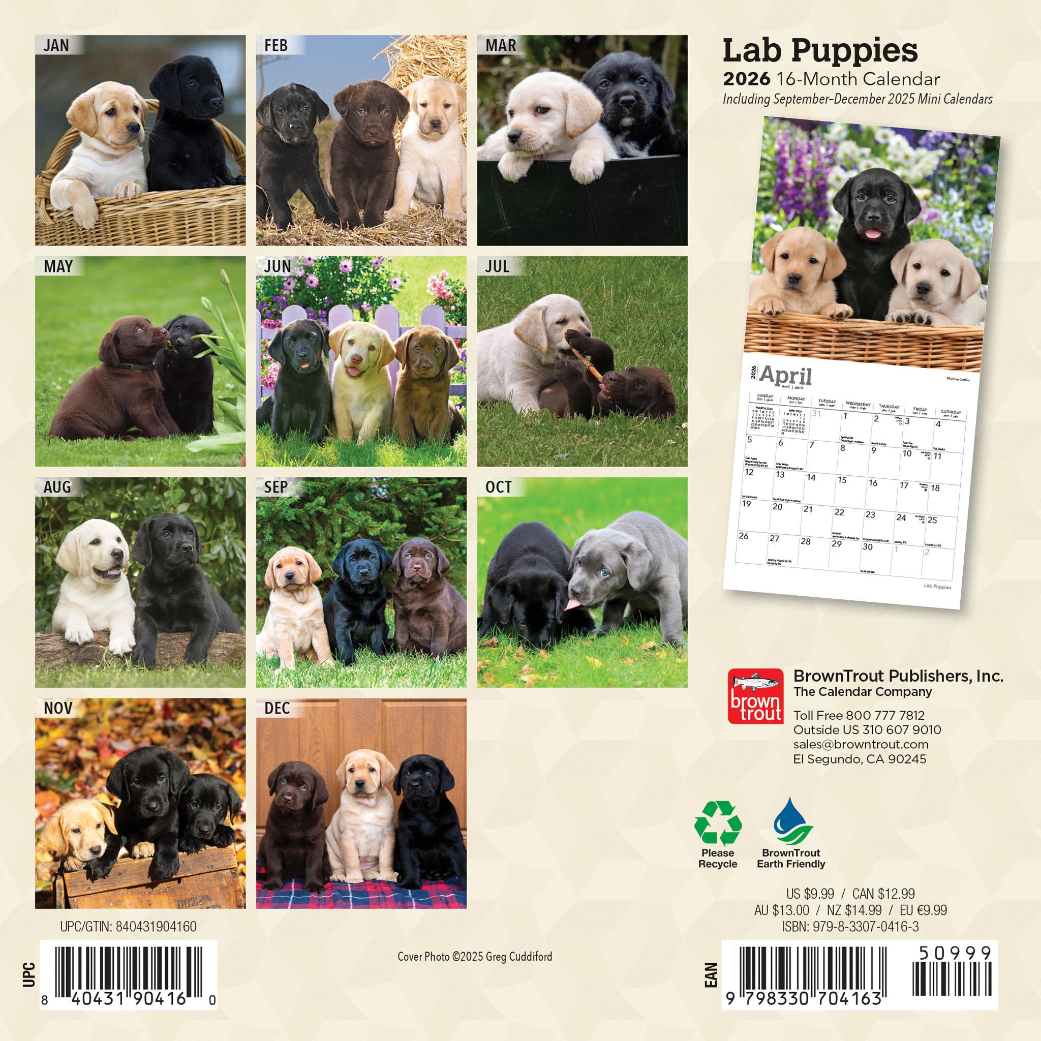 Mini calendrier des chiots Labrador 2026