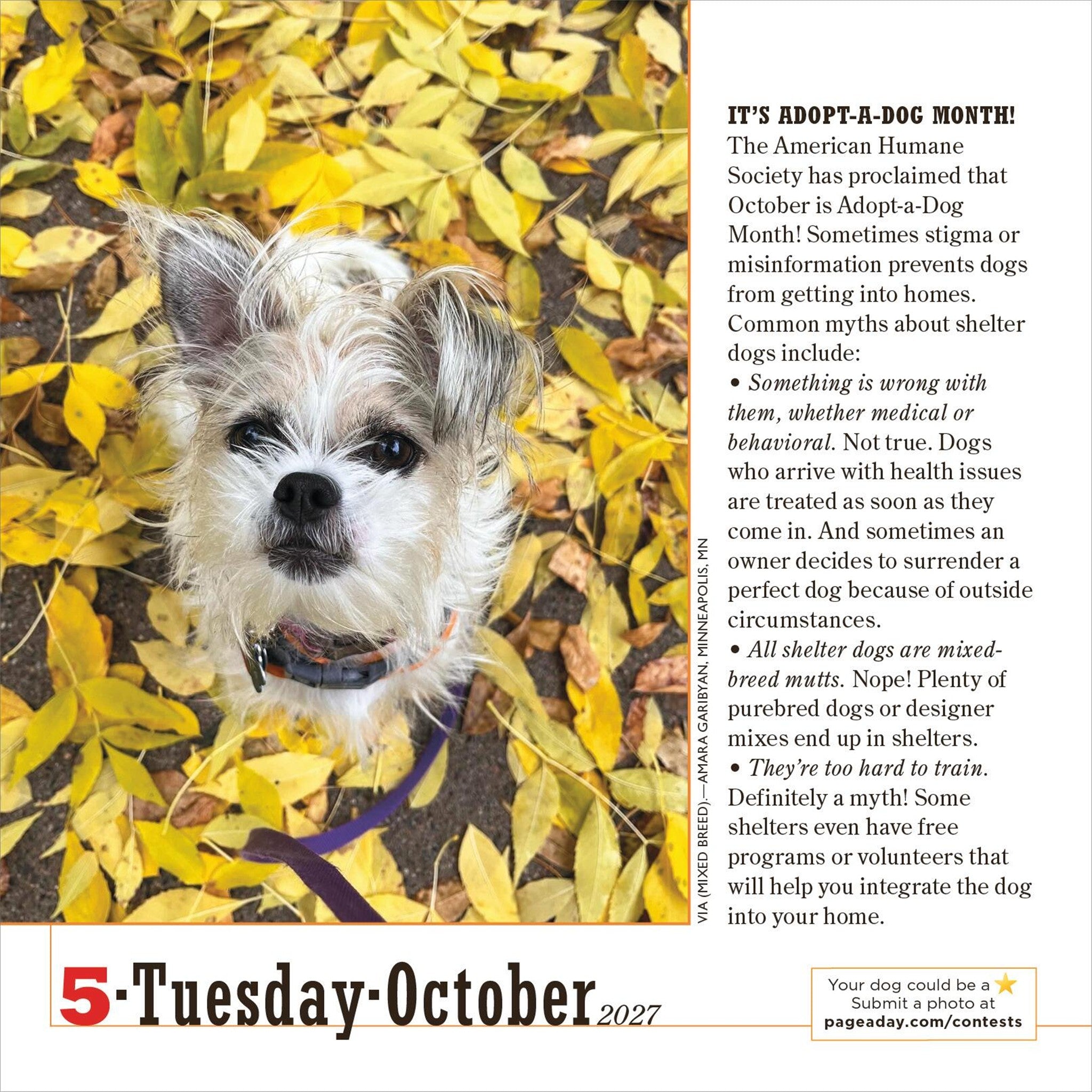 365 Dogs 2027 Box Calendar