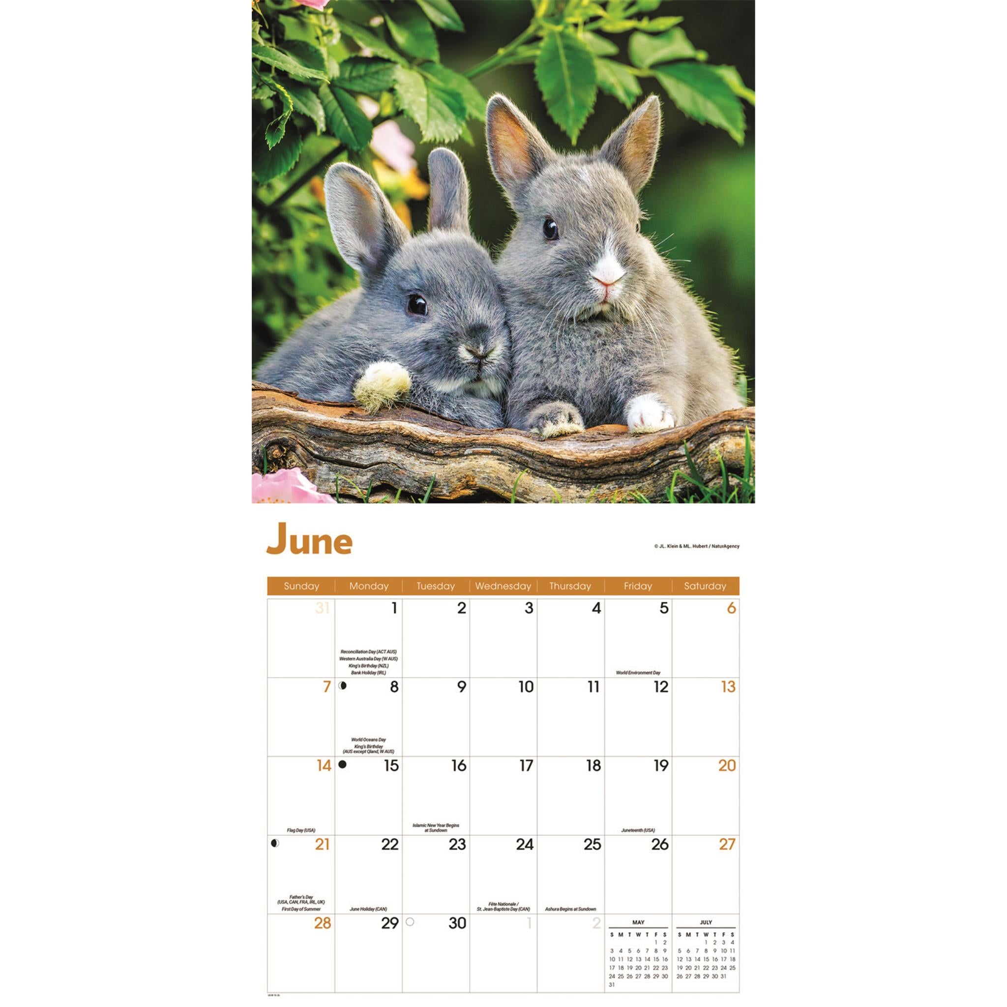 Calendrier mural Lapins 2026