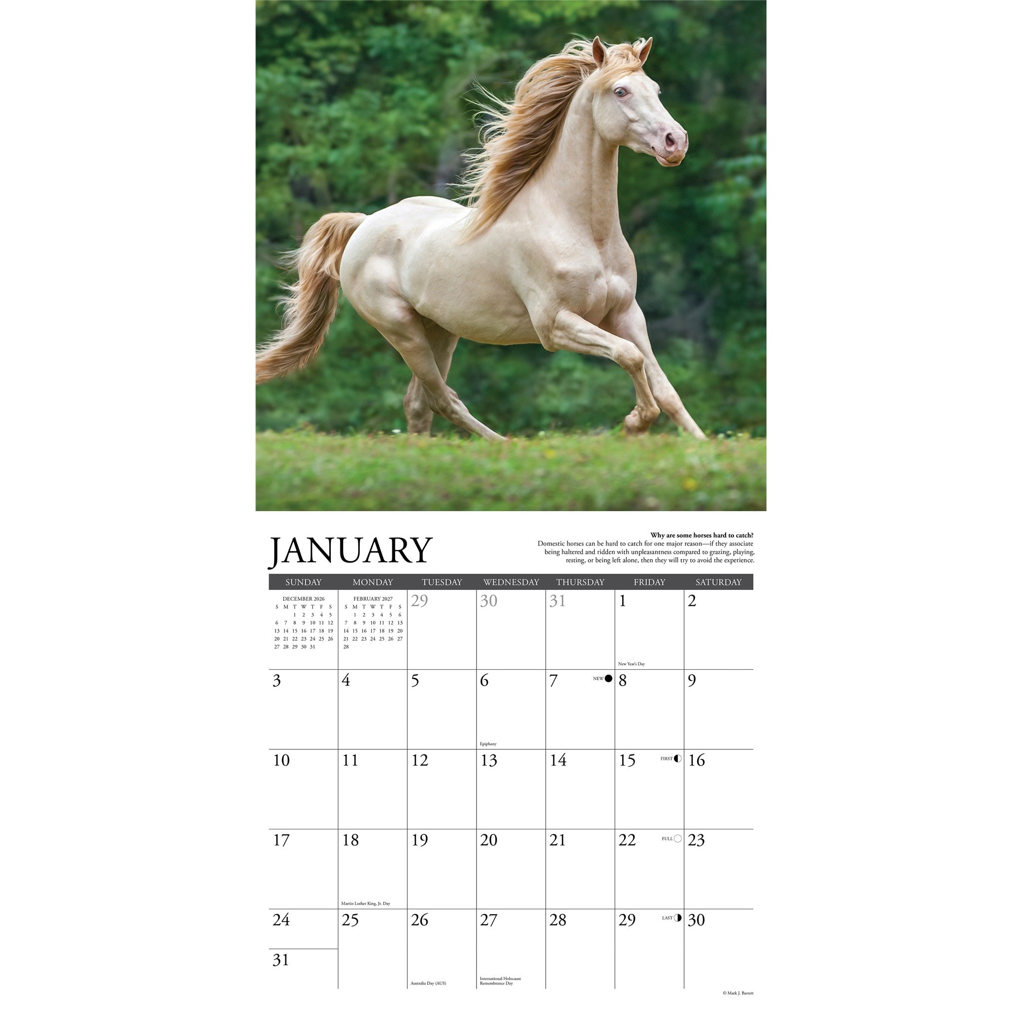 Why Horses Do That 2027 Wall Calendar
