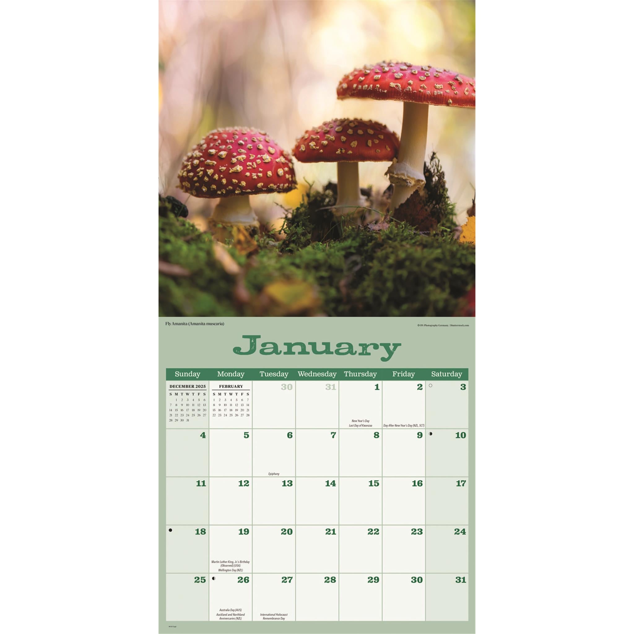 Mushrooms 2026 Wall Calendar