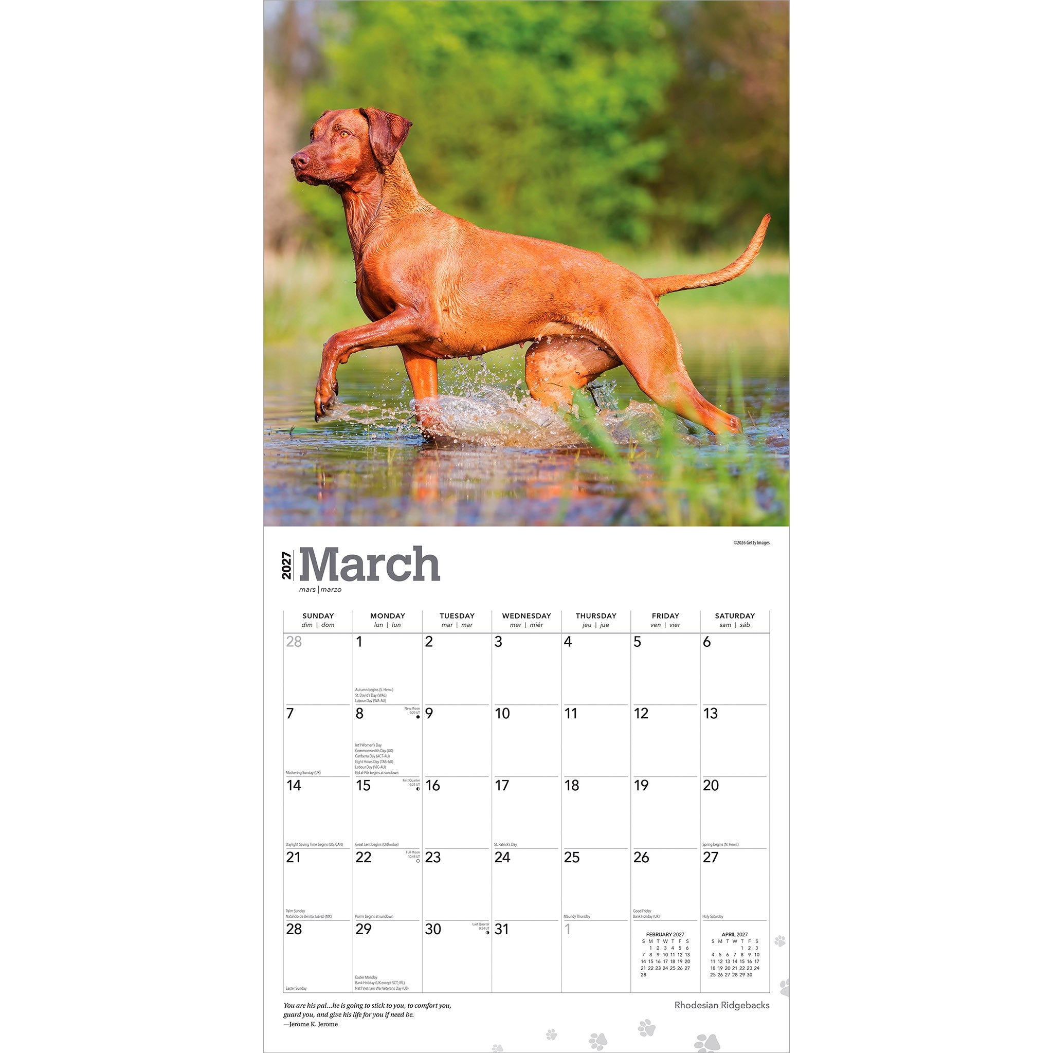 Rhodesian Ridgebacks 2027 Wall Calendar