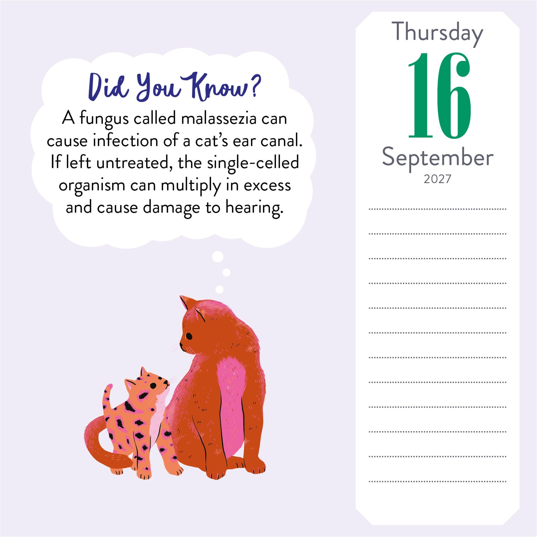 Cat Trivia 2027 Box Calendar