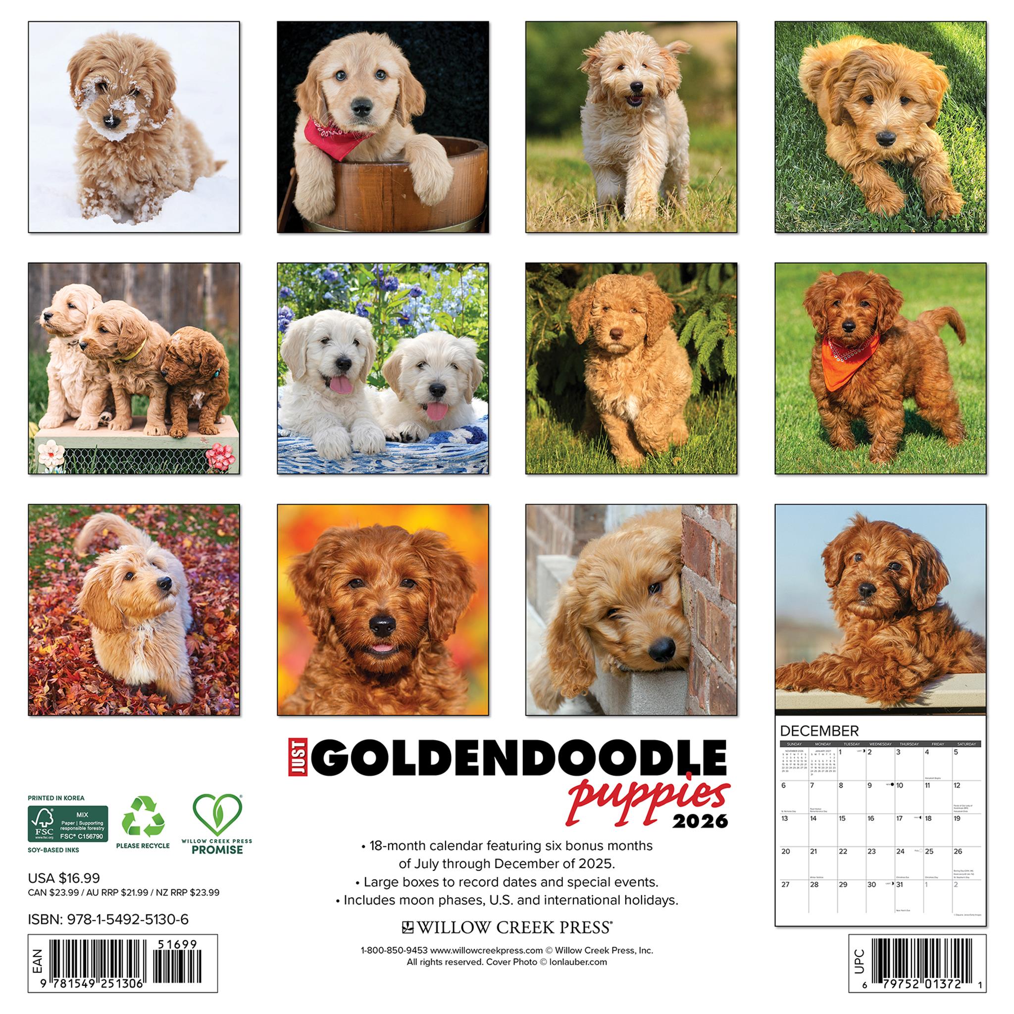 Calendrier mural 2026 « Just Goldendoodle Puppies »