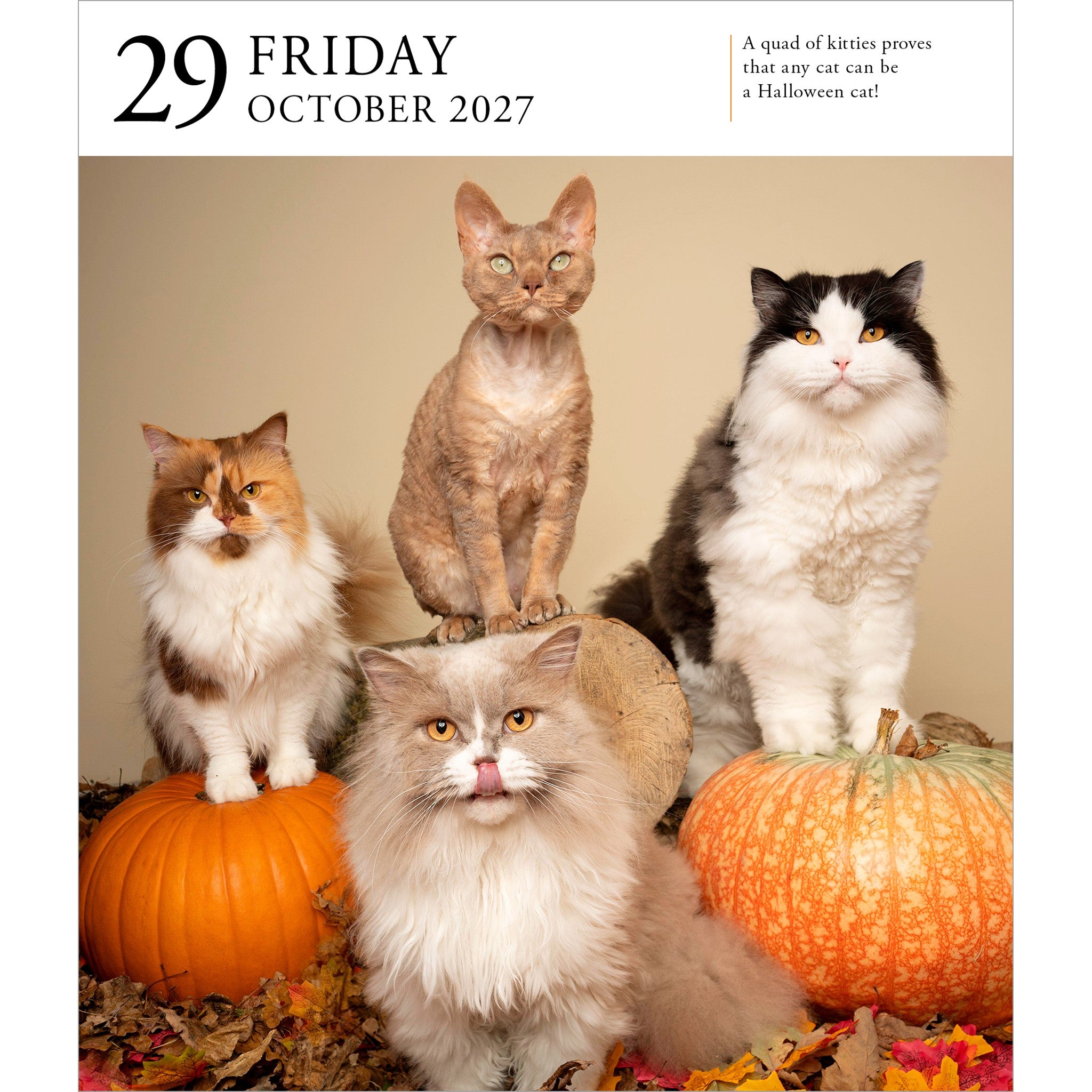 Cat Gallery 2027 Box Calendar