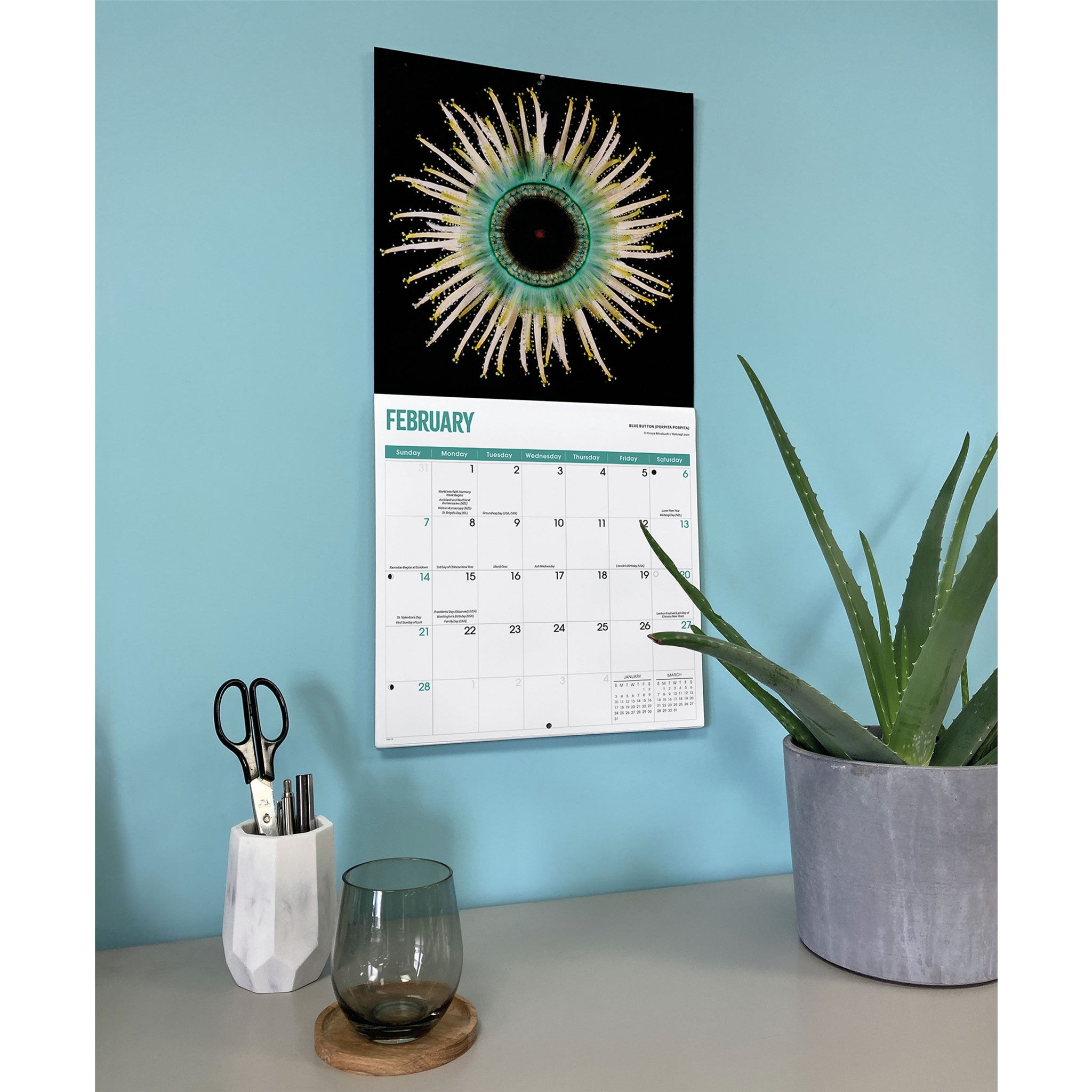 Calendrier mural 2027 Méduses