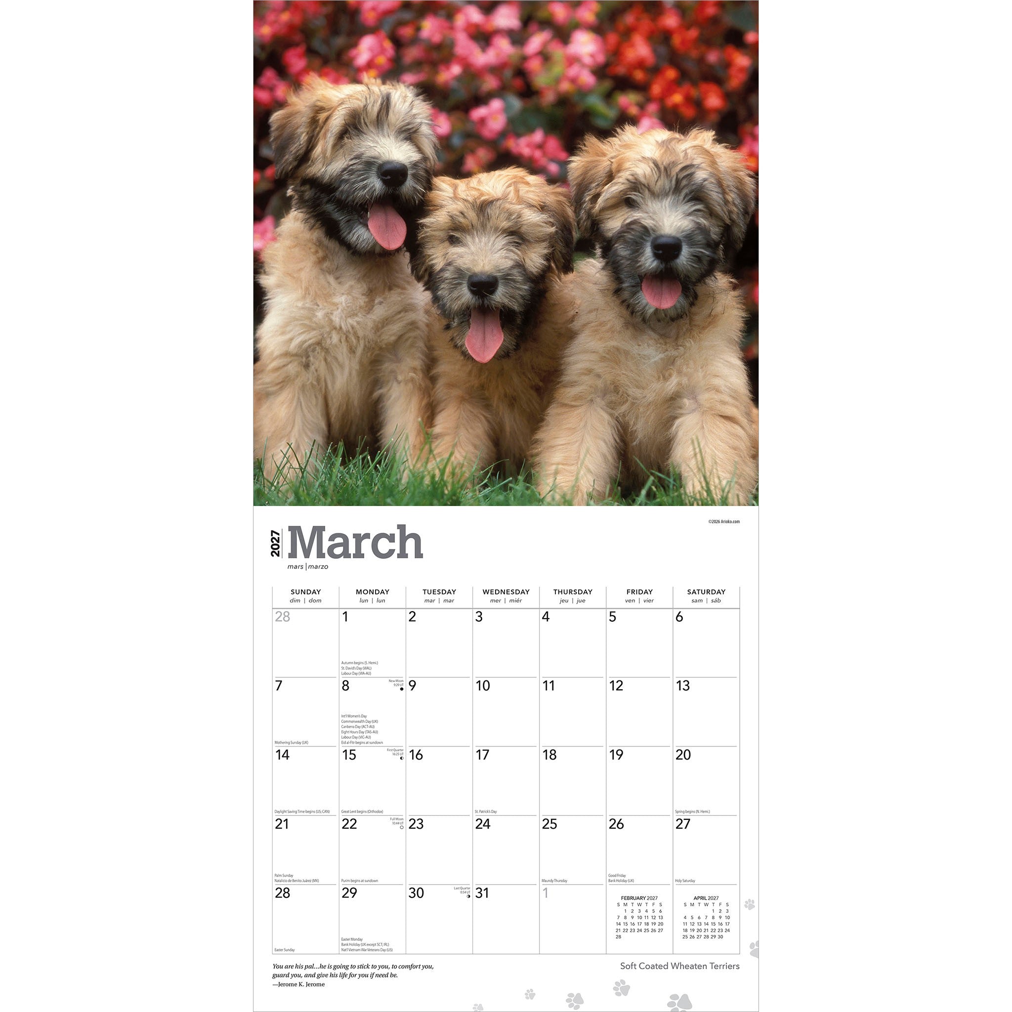 Soft Coated Wheaten Terriers 2027 Wall Calendar