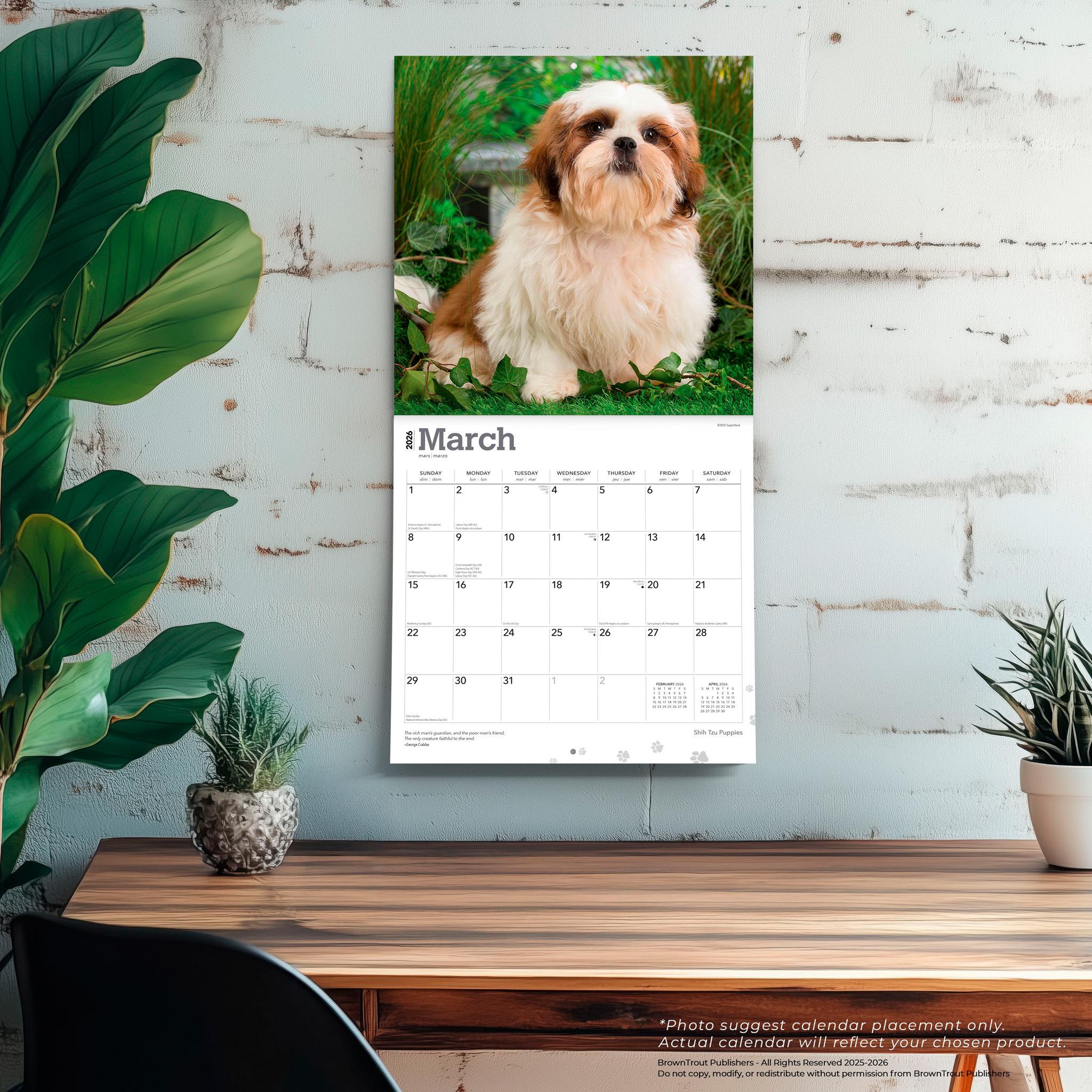 Calendrier mural des chiots Shih Tzu 2026