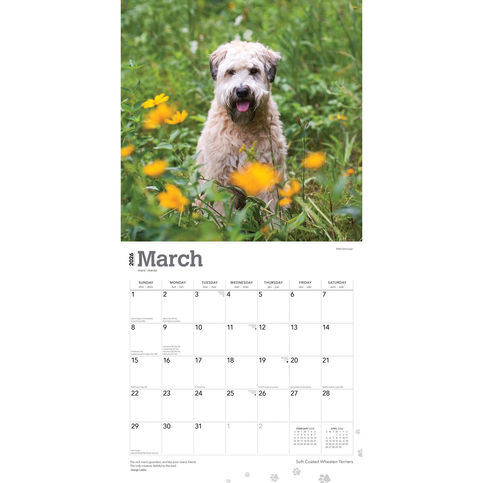 Soft Coated Wheaten Terriers 2026 Wall Calendar