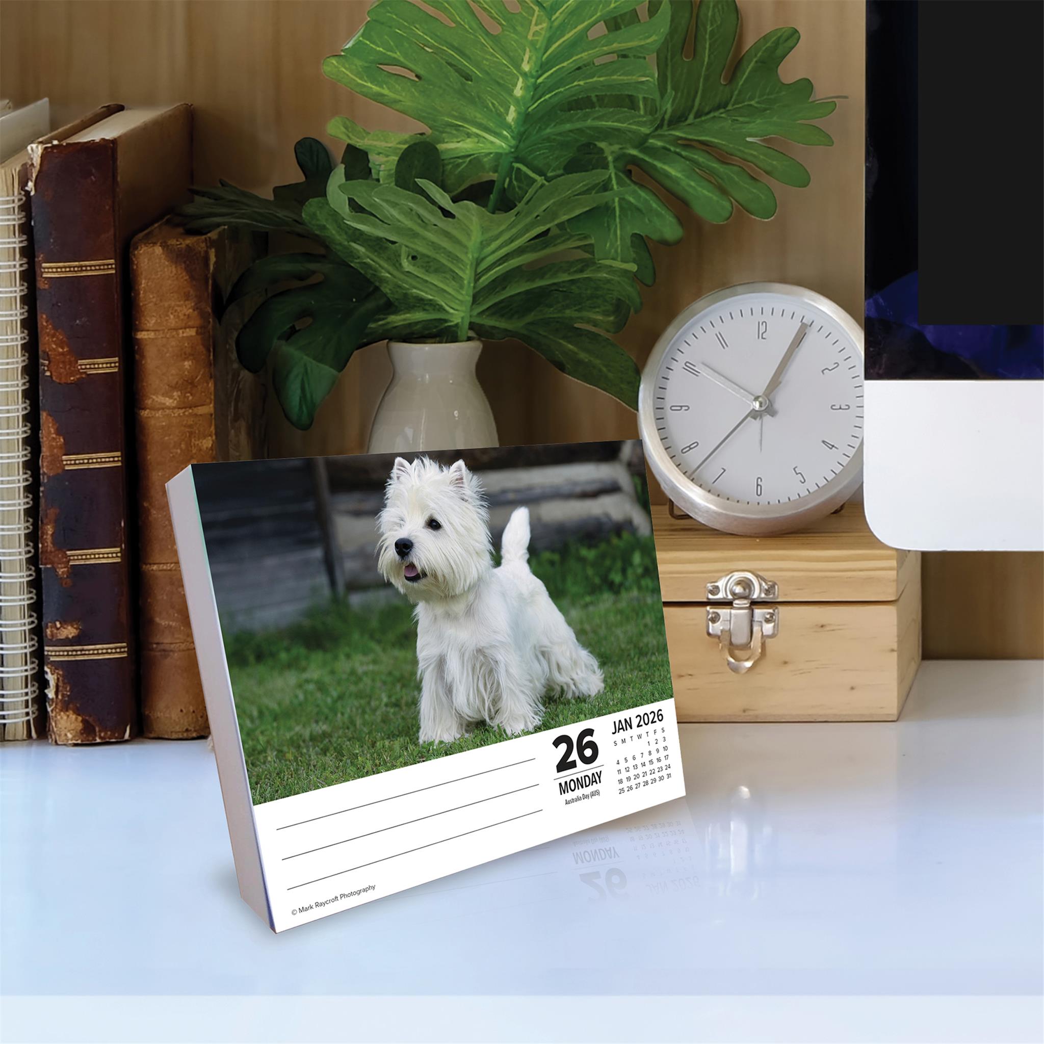 Westies 2026 Just Box Calendar - Online Only