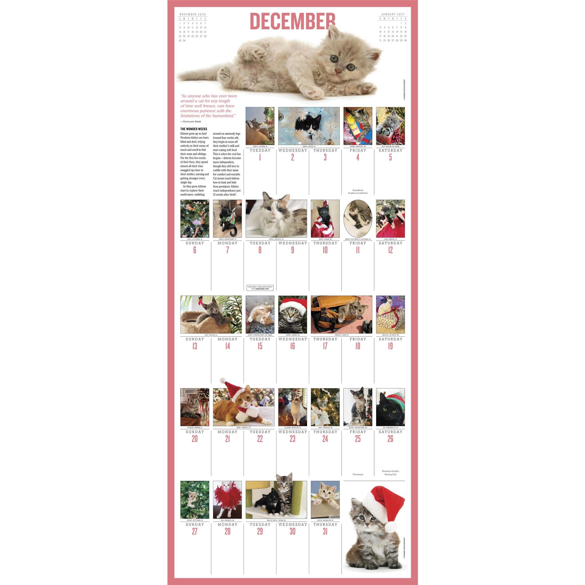 Calendrier mural Chatons 365 2026