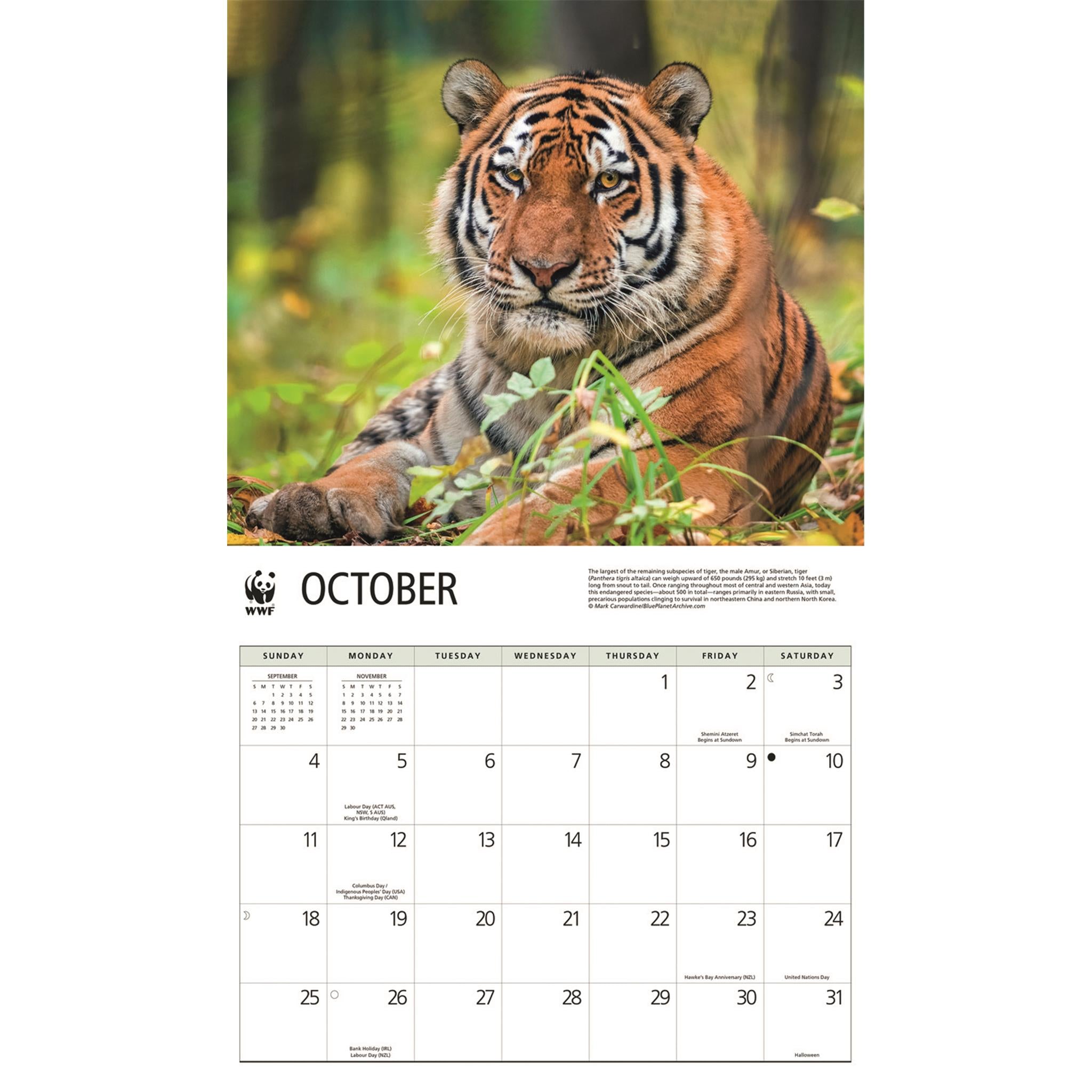 World Wildlife Fund Wild Cats 2026 Wall Calendar