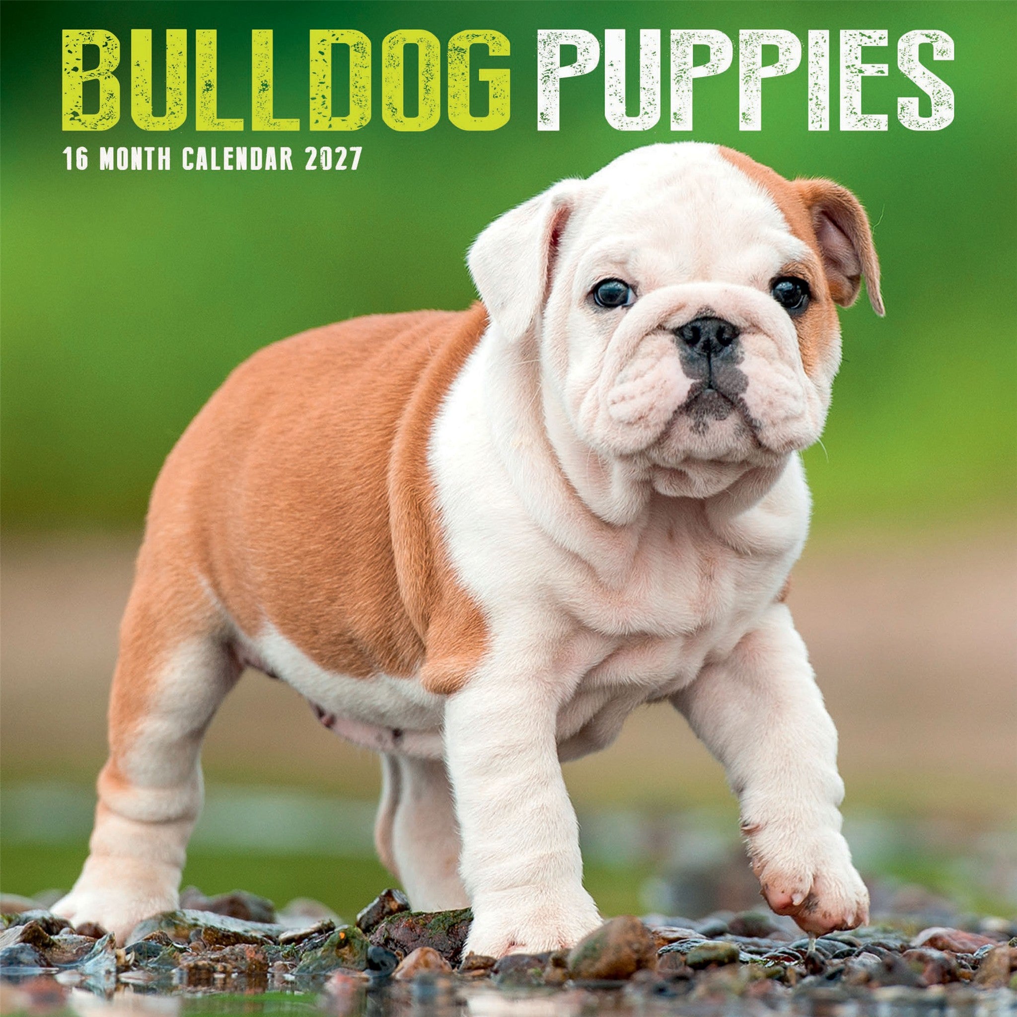 Bulldog Puppies 2027 Mini Calendar