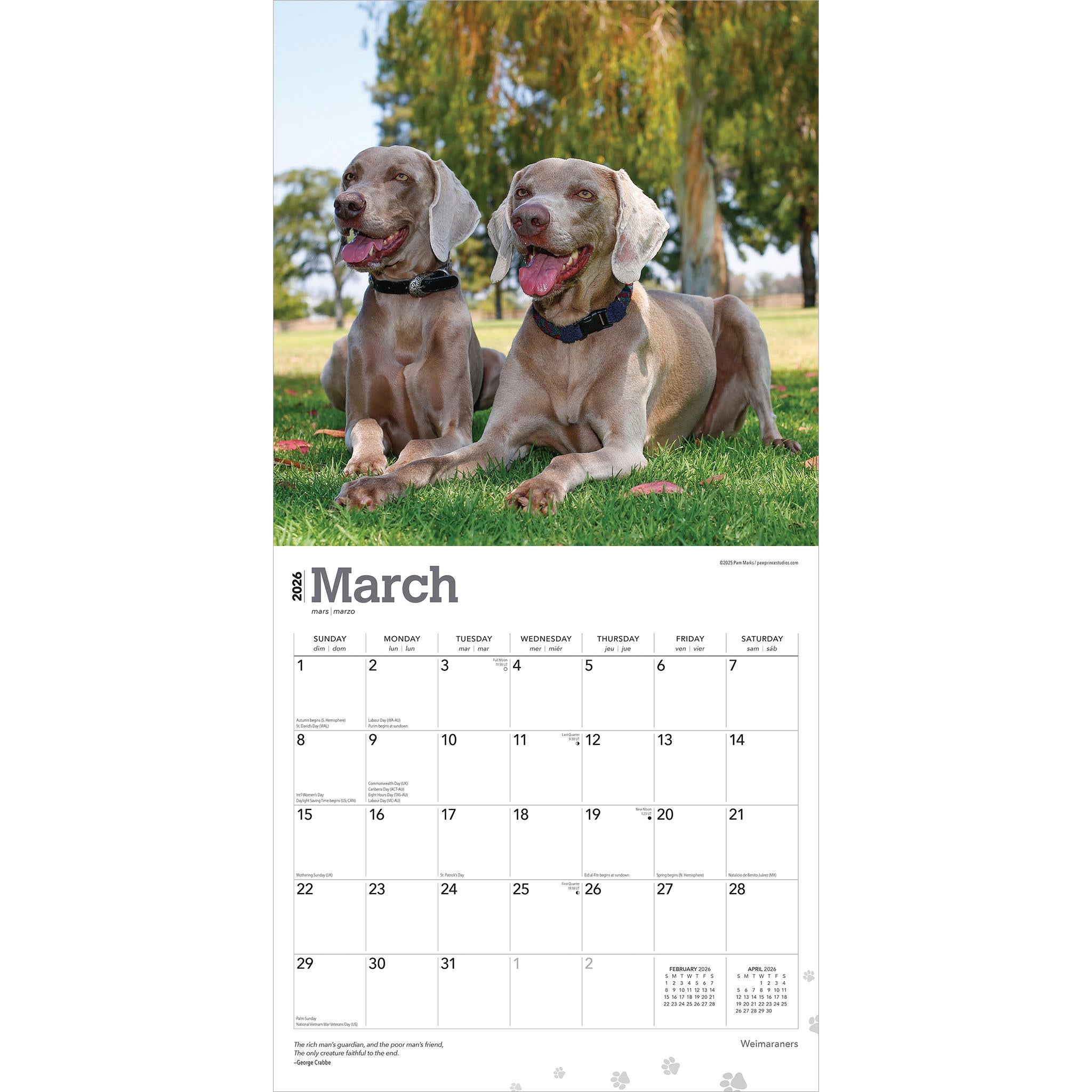 Weimaraners 2026 Wall Calendar