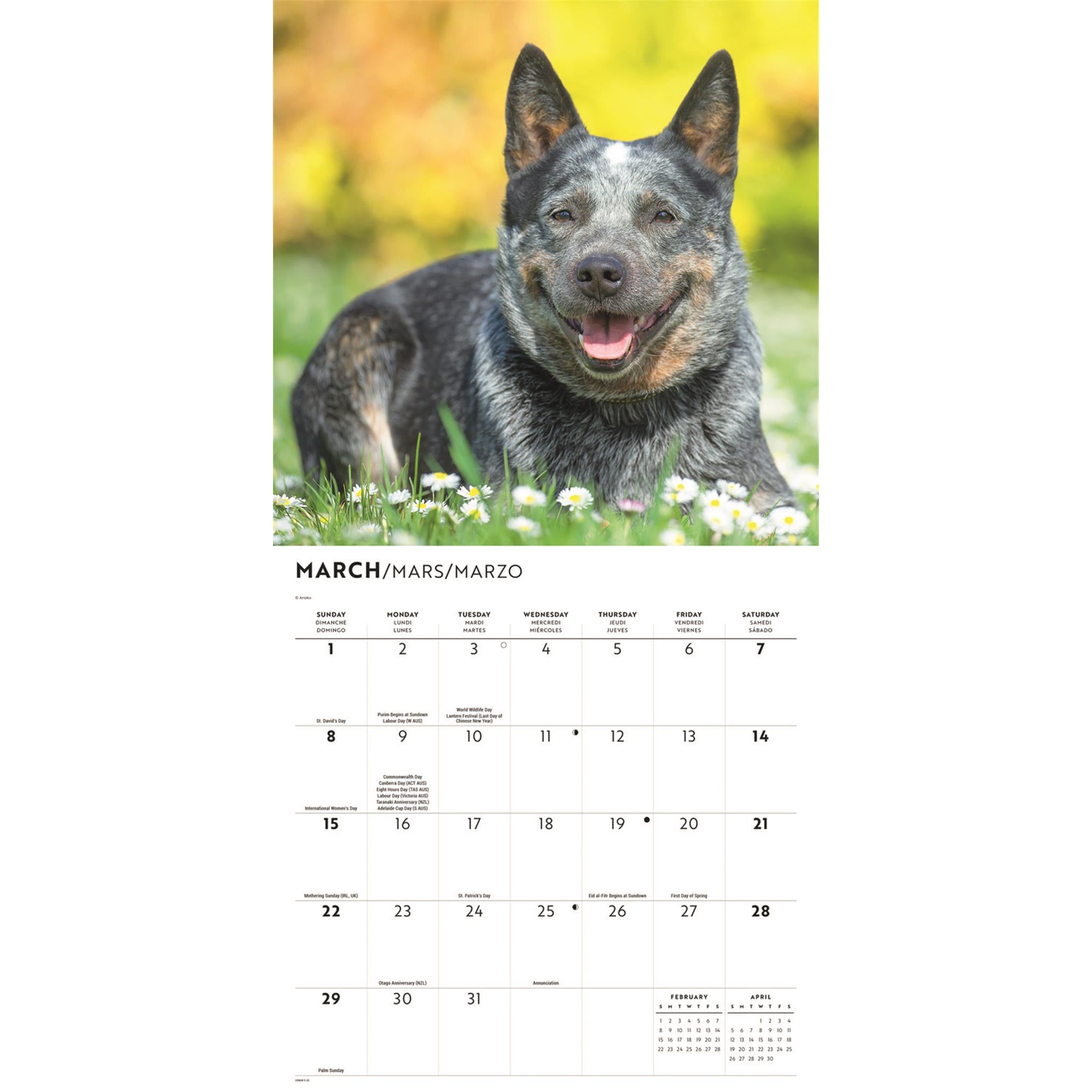 Calendrier mural 2026 des Bouviers australiens