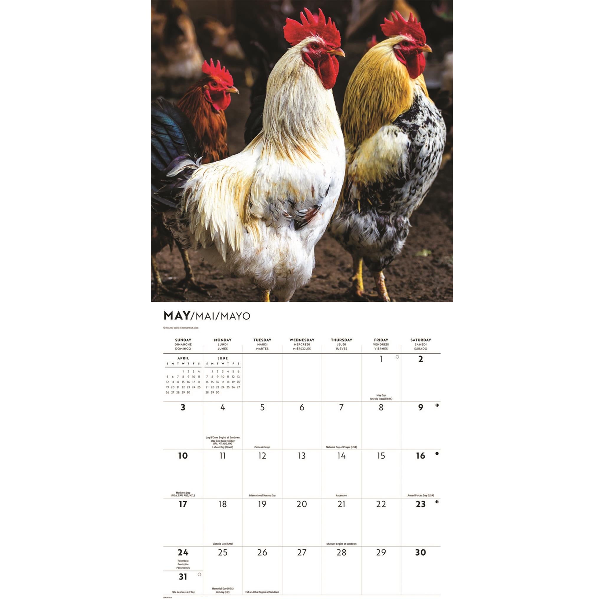 Calendrier mural des poulets 2026