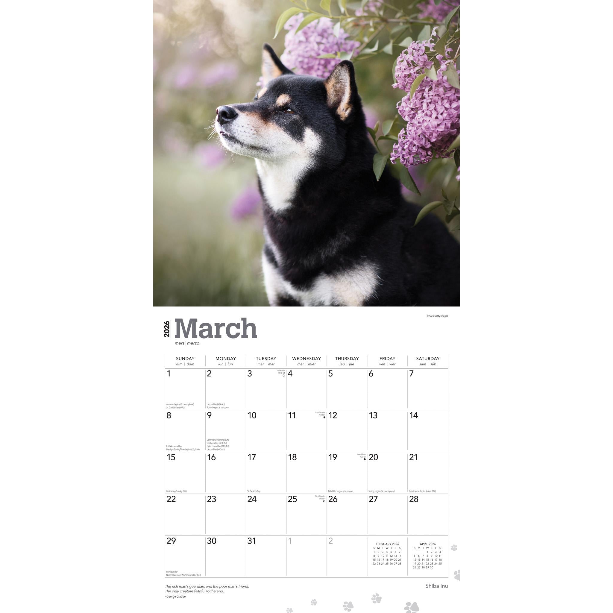 Calendrier mural Shiba Inu 2026 - Disponible uniquement en ligne