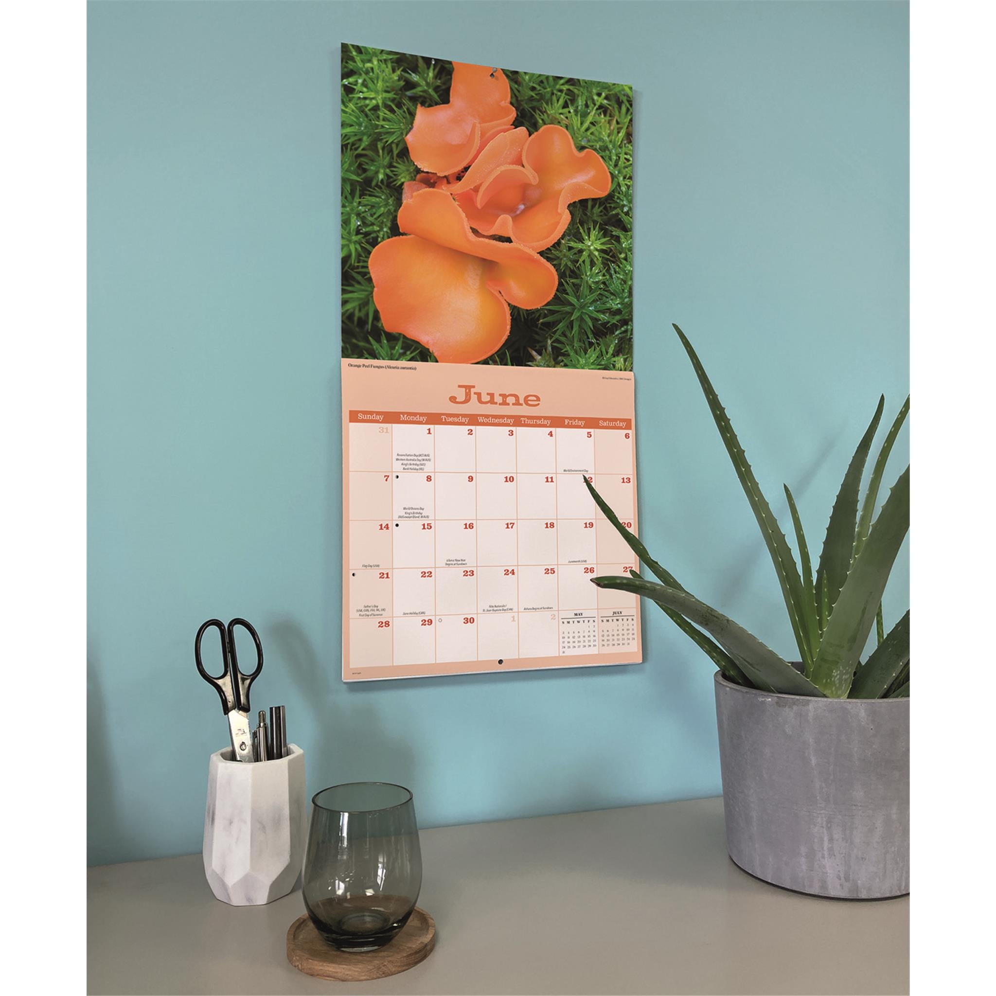 Mushrooms 2026 Wall Calendar