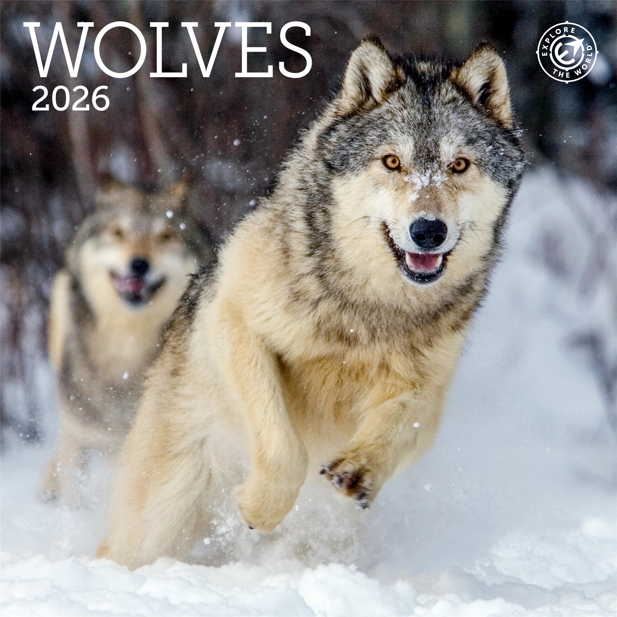 Mini-calendrier des loups 2026