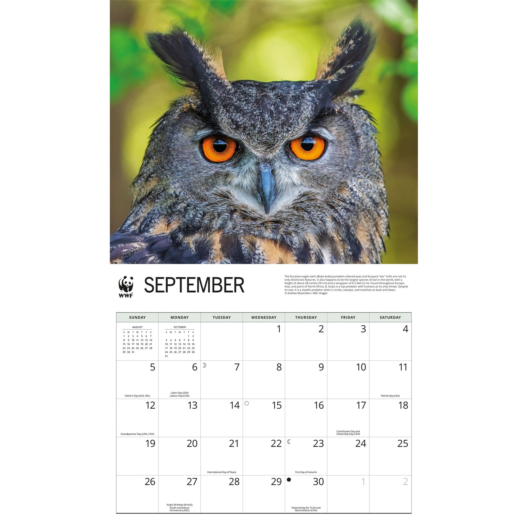 Calendrier mural 2027 Les hiboux du WWF