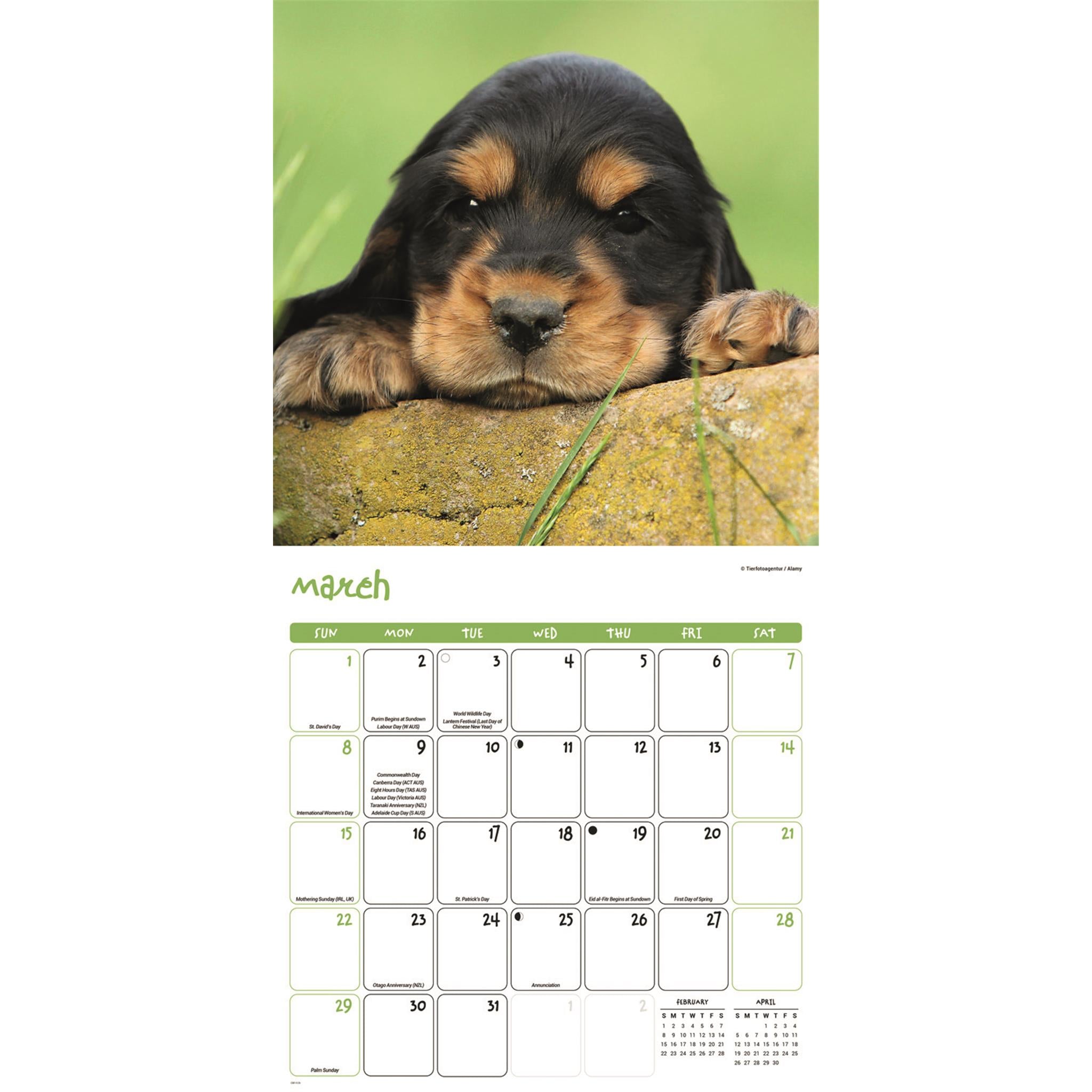 Calendrier mural Chiots 2026