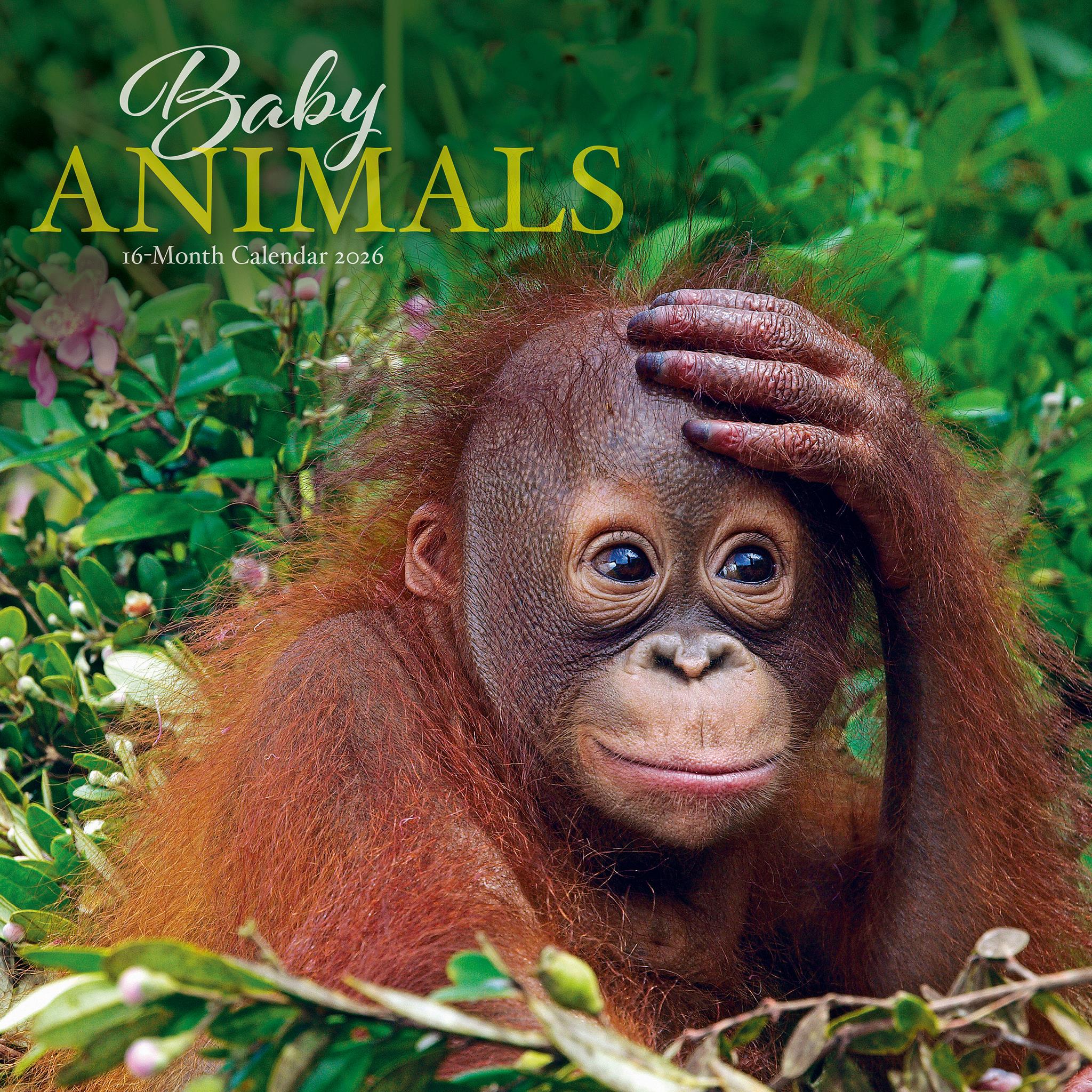 Calendrier mural Bébés Animaux 2026