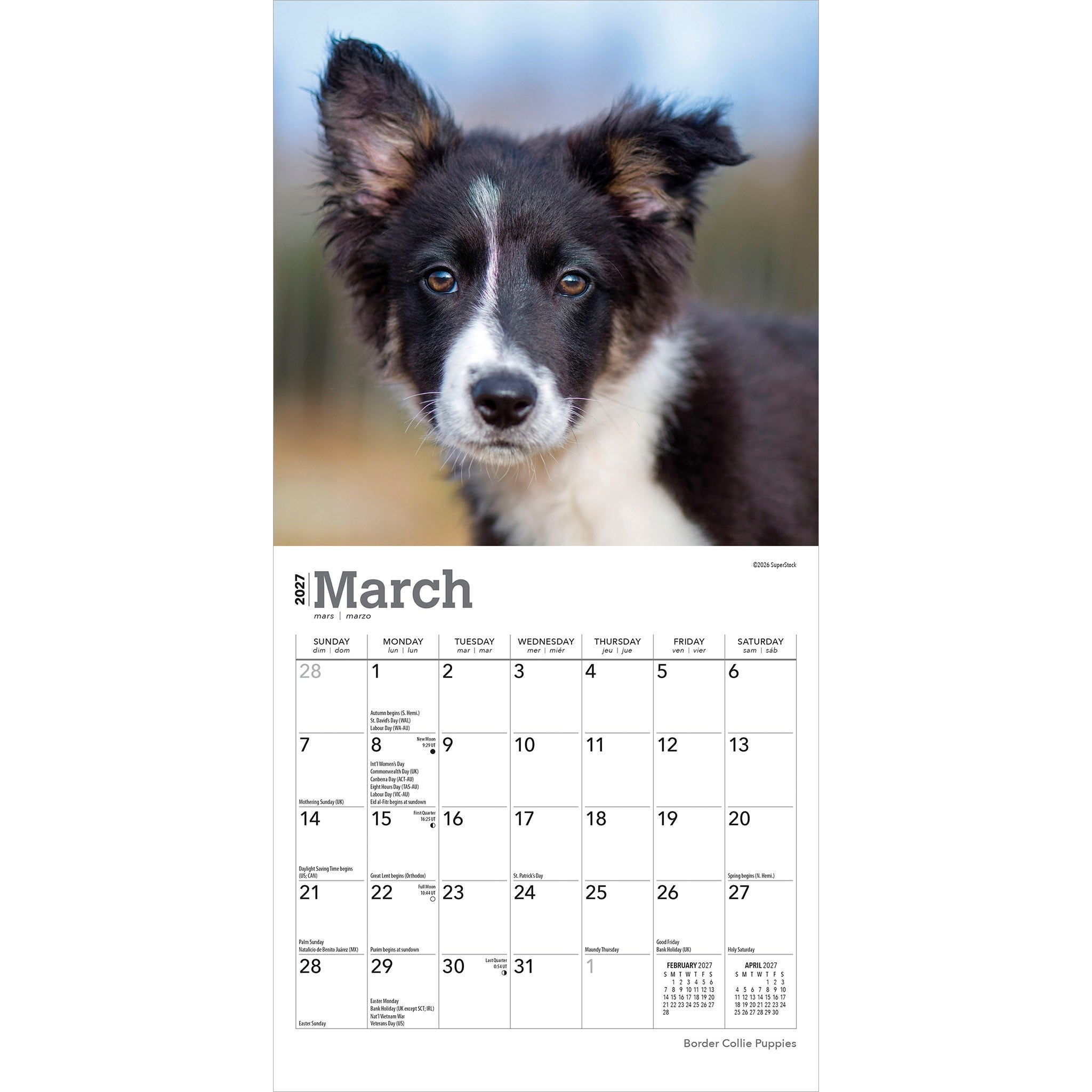 Border Collie Puppies 2027 Mini Calendar