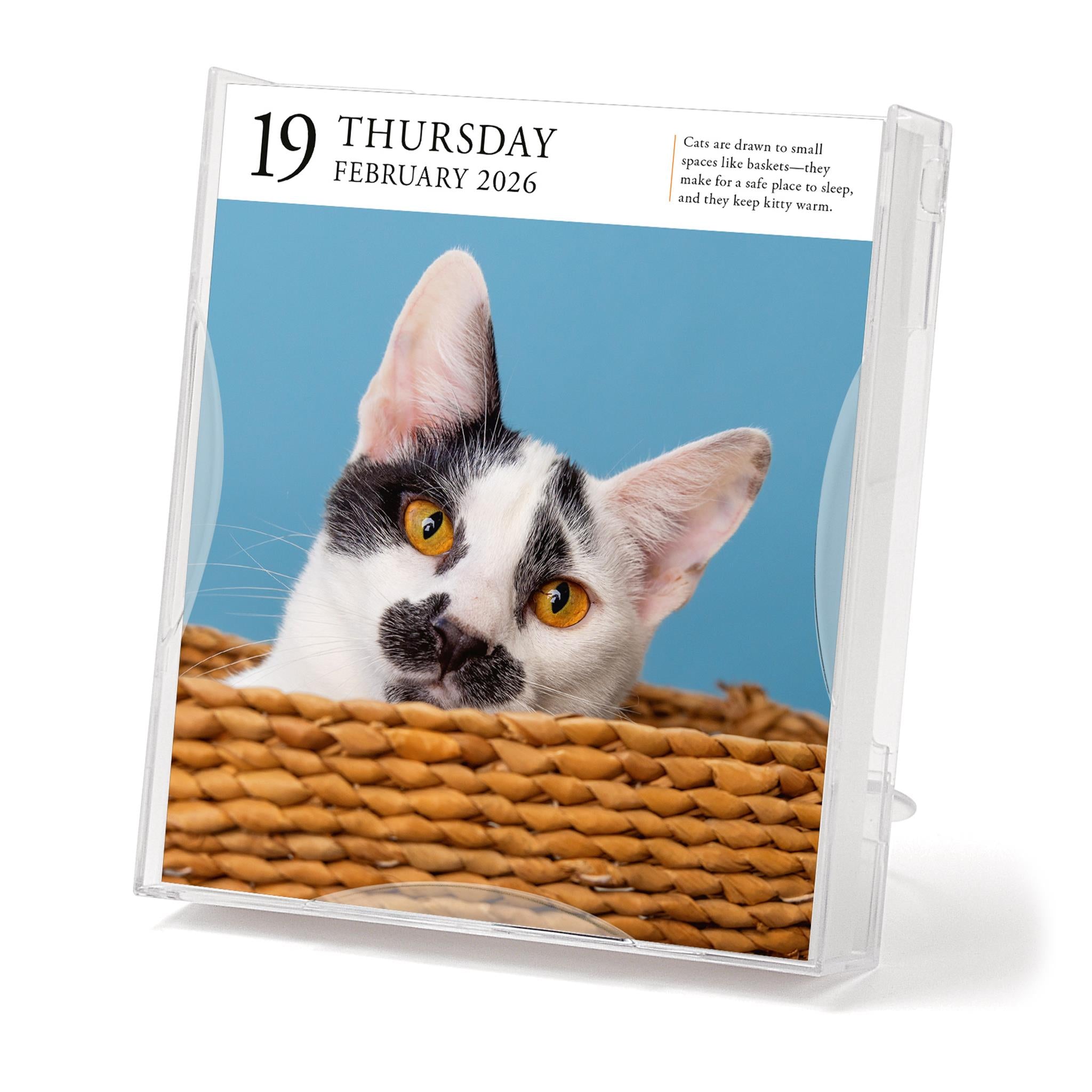 Cat Gallery 2026 Box Calendar