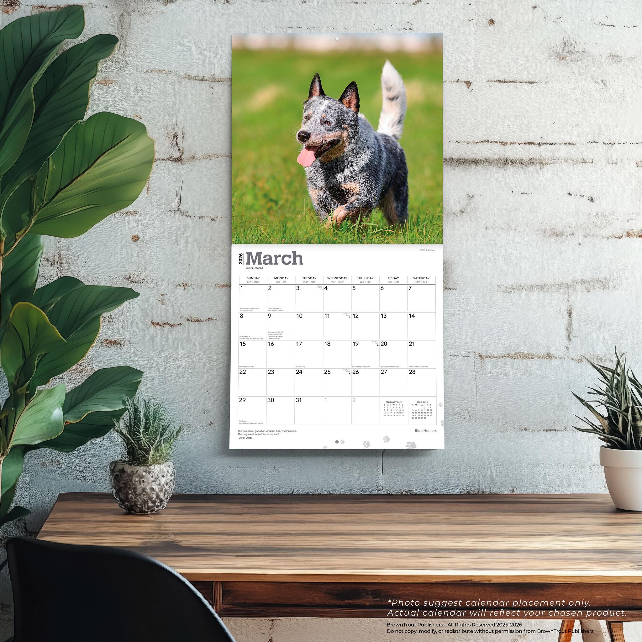 Calendrier mural Blue Heelers 2026