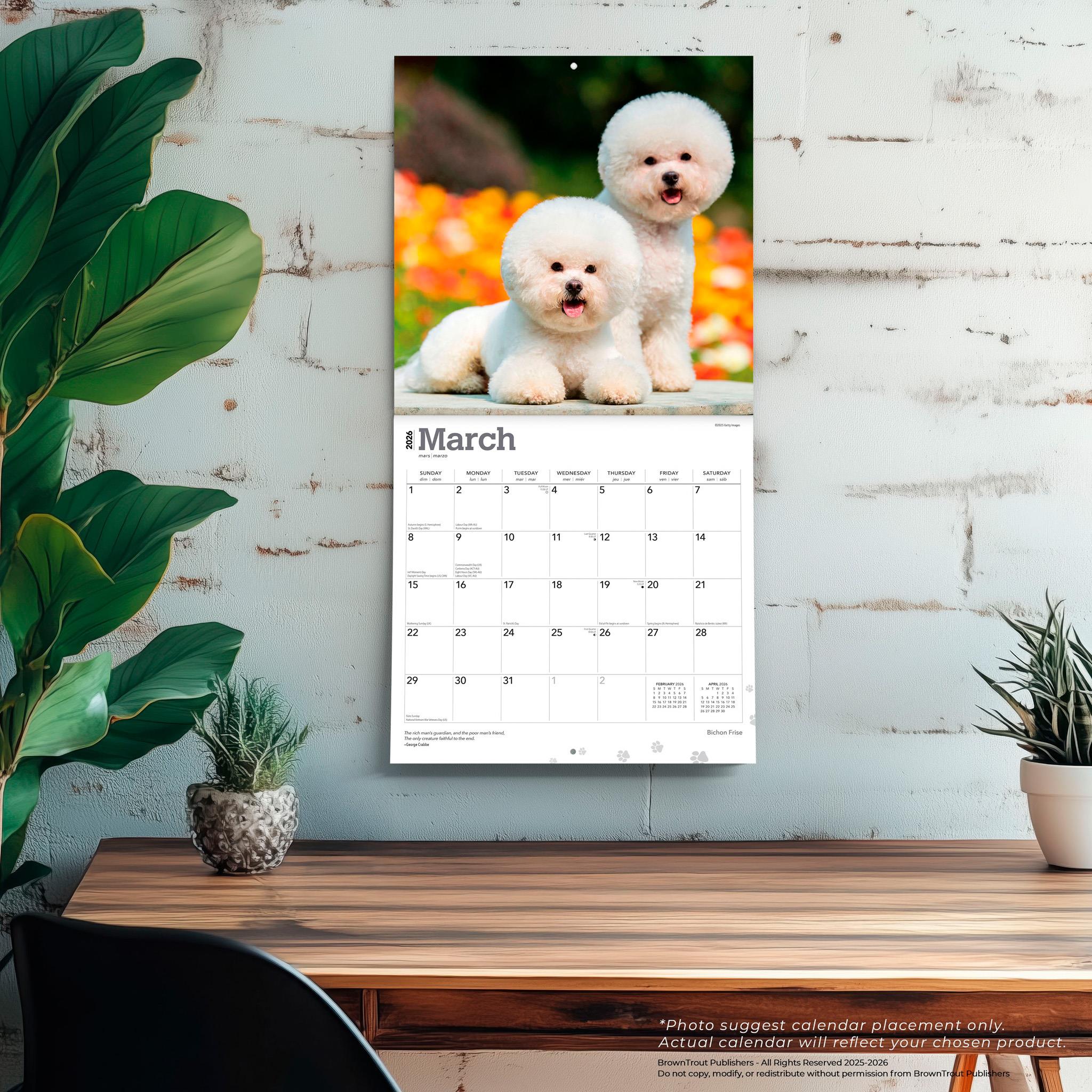 Calendrier mural Bichon Frisé 2026 - Disponible uniquement en ligne