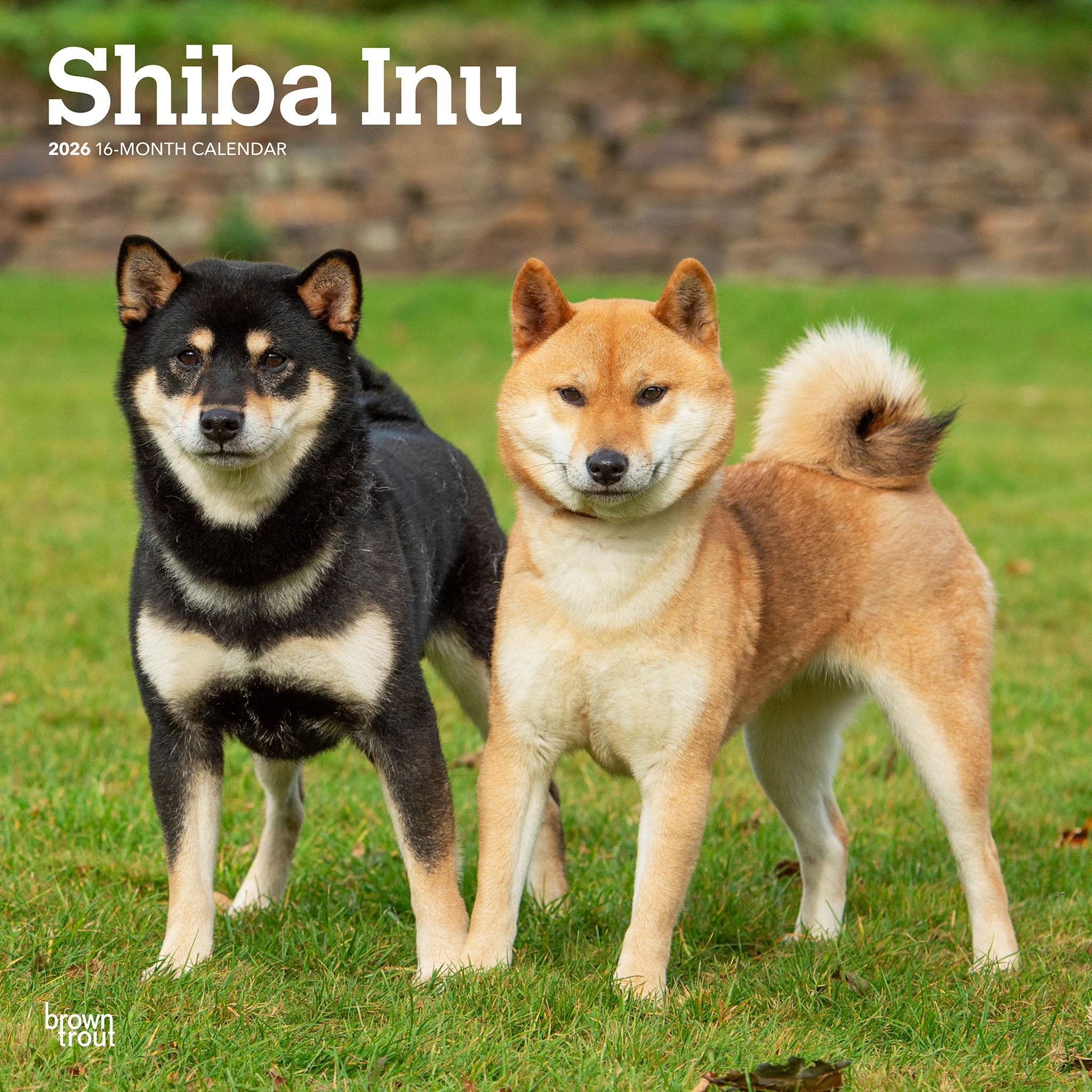 Calendrier mural Shiba Inu 2026 - Disponible uniquement en ligne