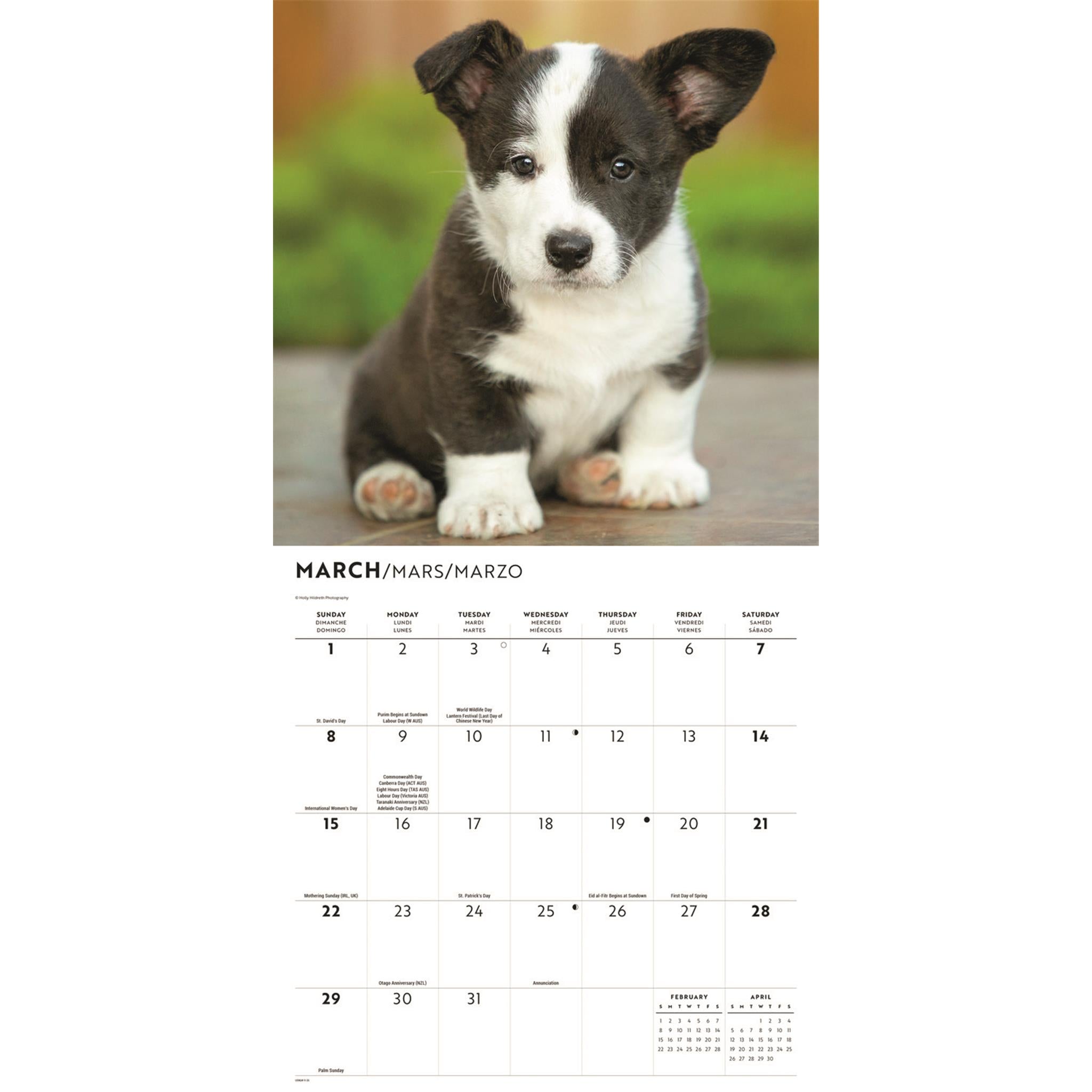 Corgi Puppies 2026 Wall Calendar