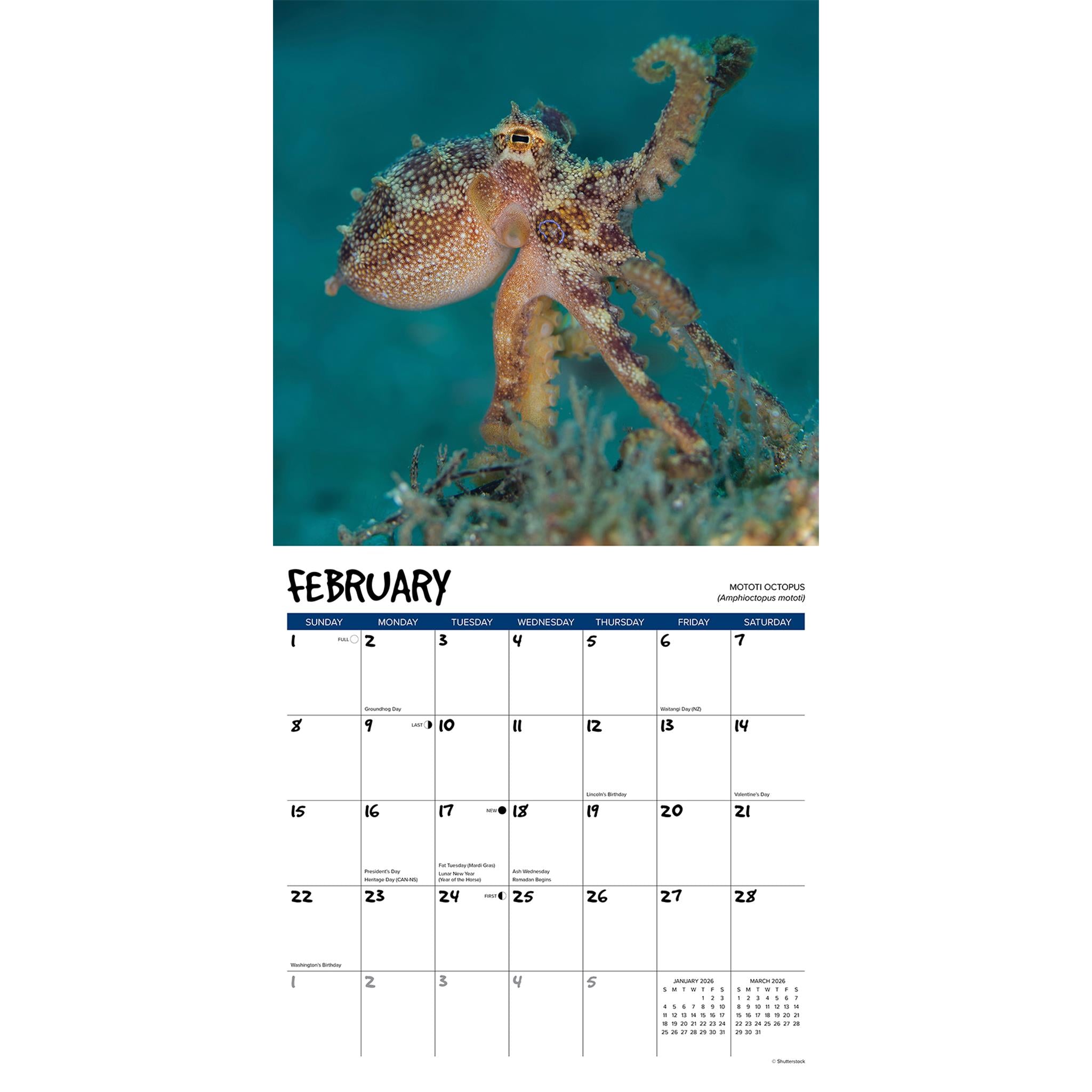 Octopus 2026 Wall Calendar