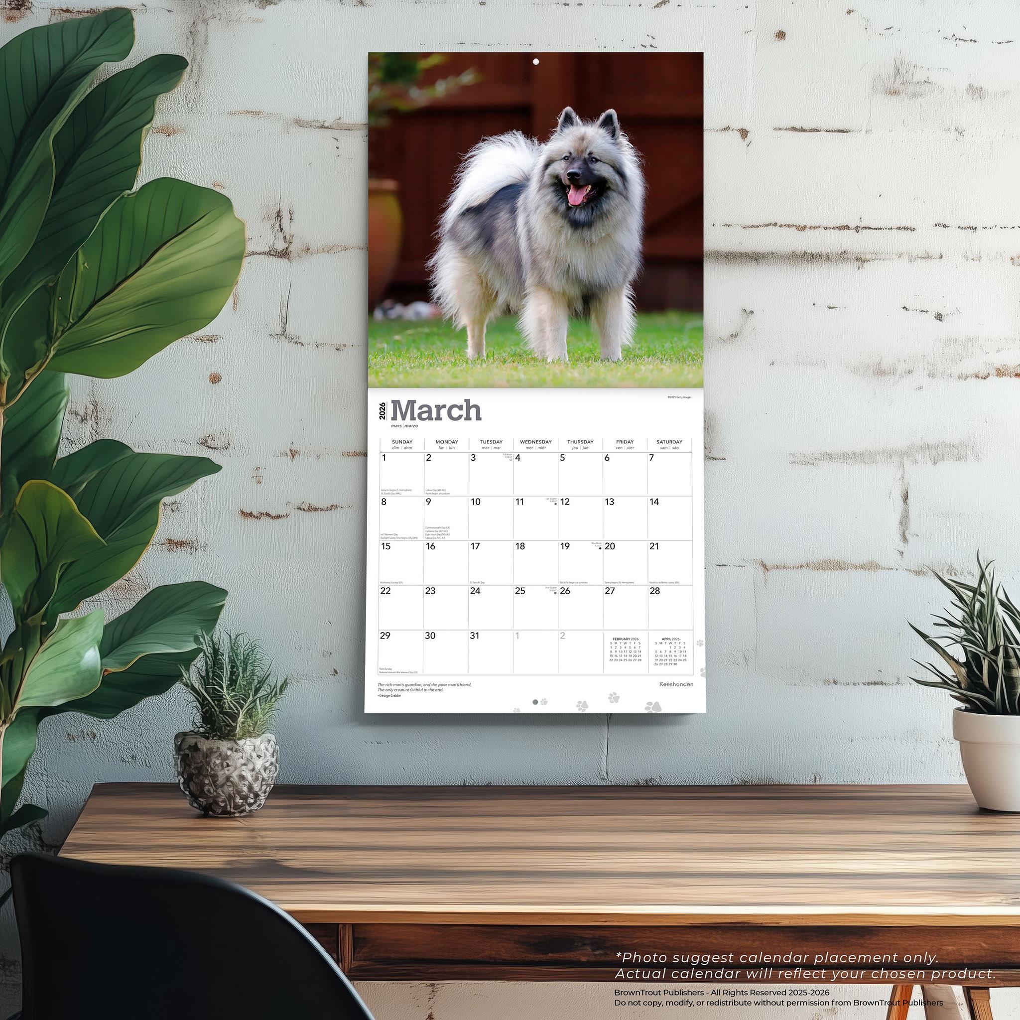 Keeshonden 2026 Wall Calendar