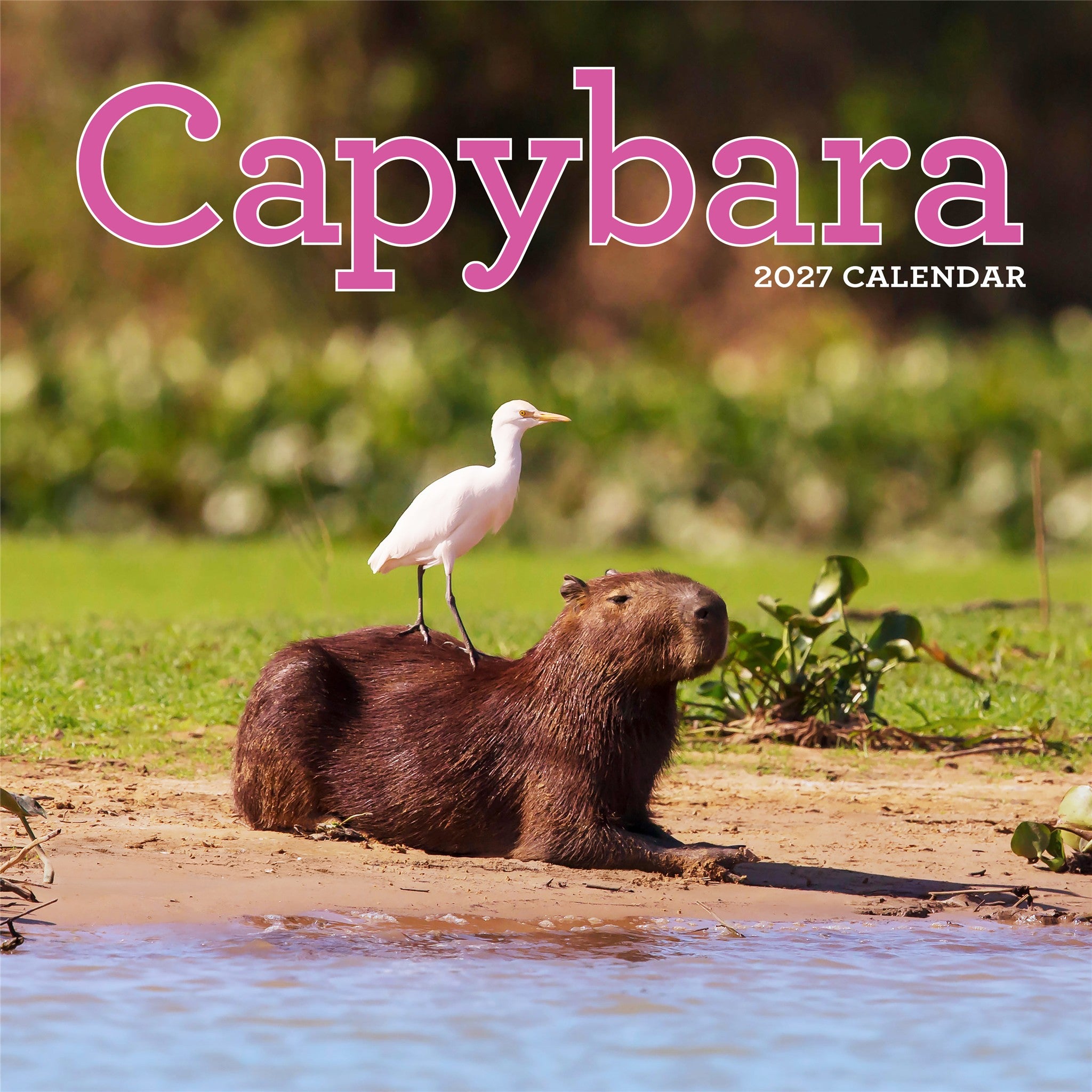Capybara 2027 Wall Calendar