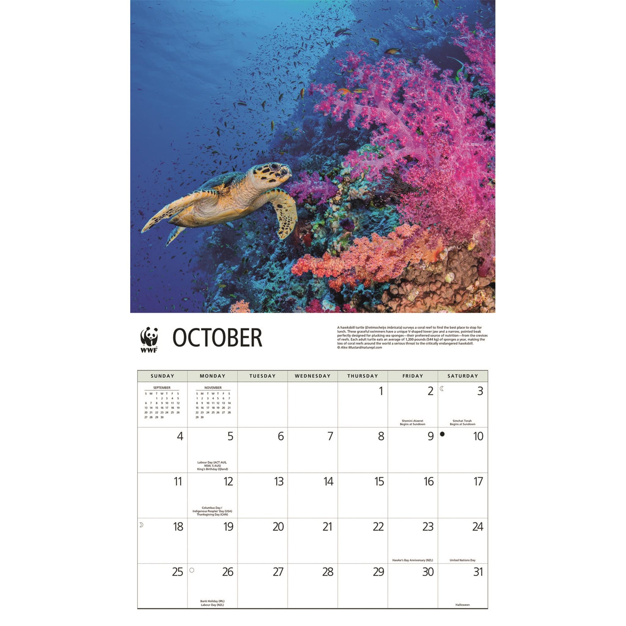 Calendrier mural 2026 du Fonds mondial pour la nature (WWF) sur les tortues marines