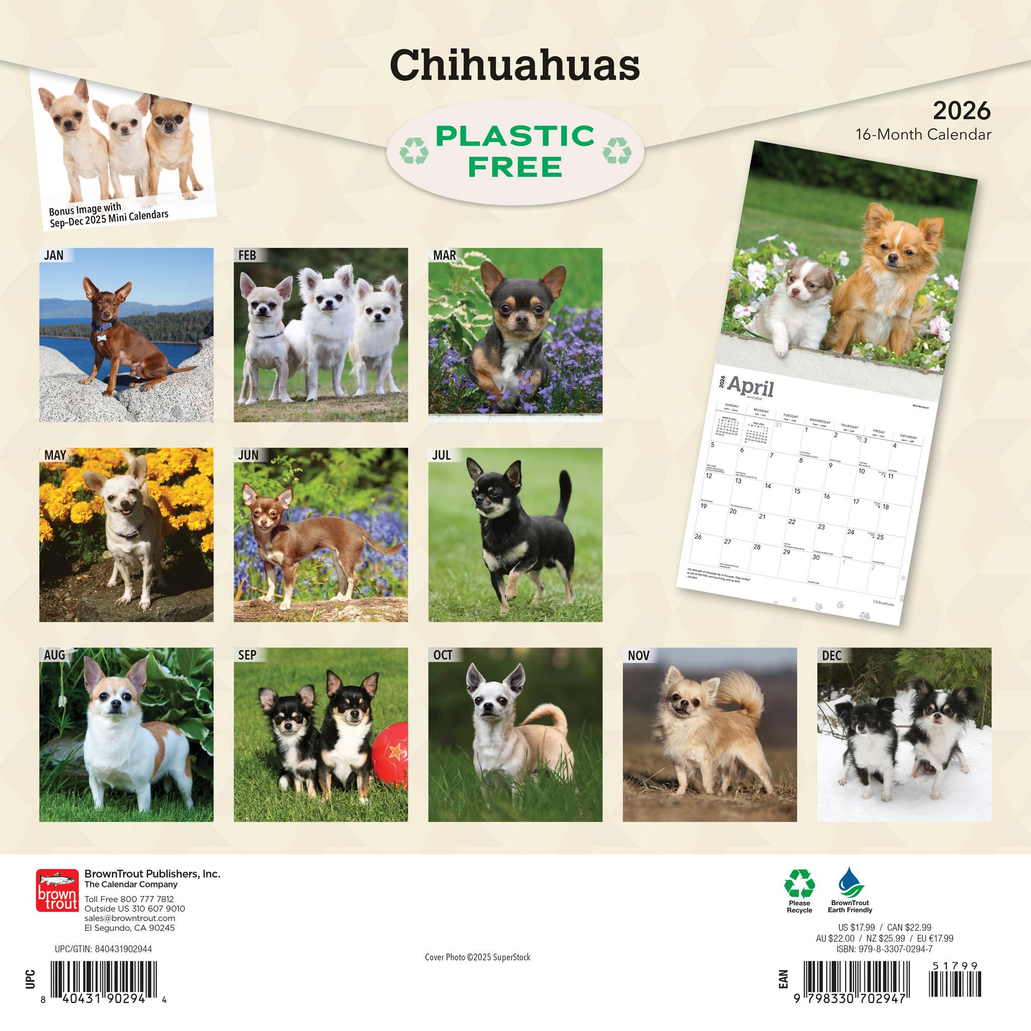 Calendrier mural Chihuahuas 2026