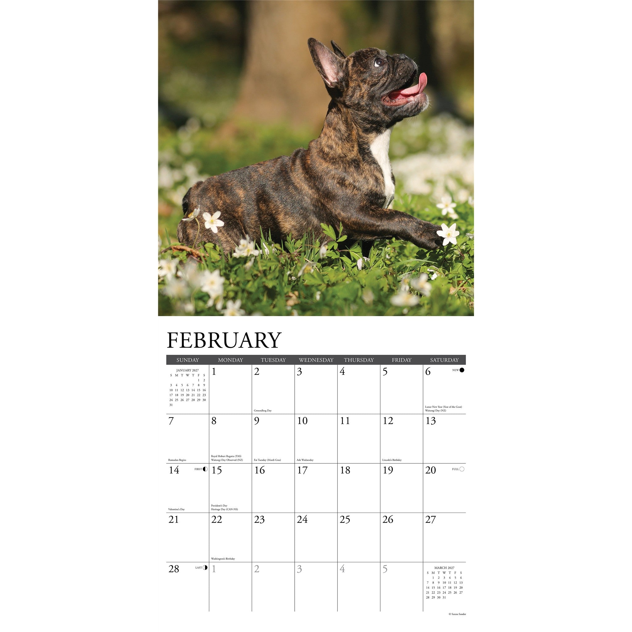 French Bulldog Puppies 2027 Wall Calendar