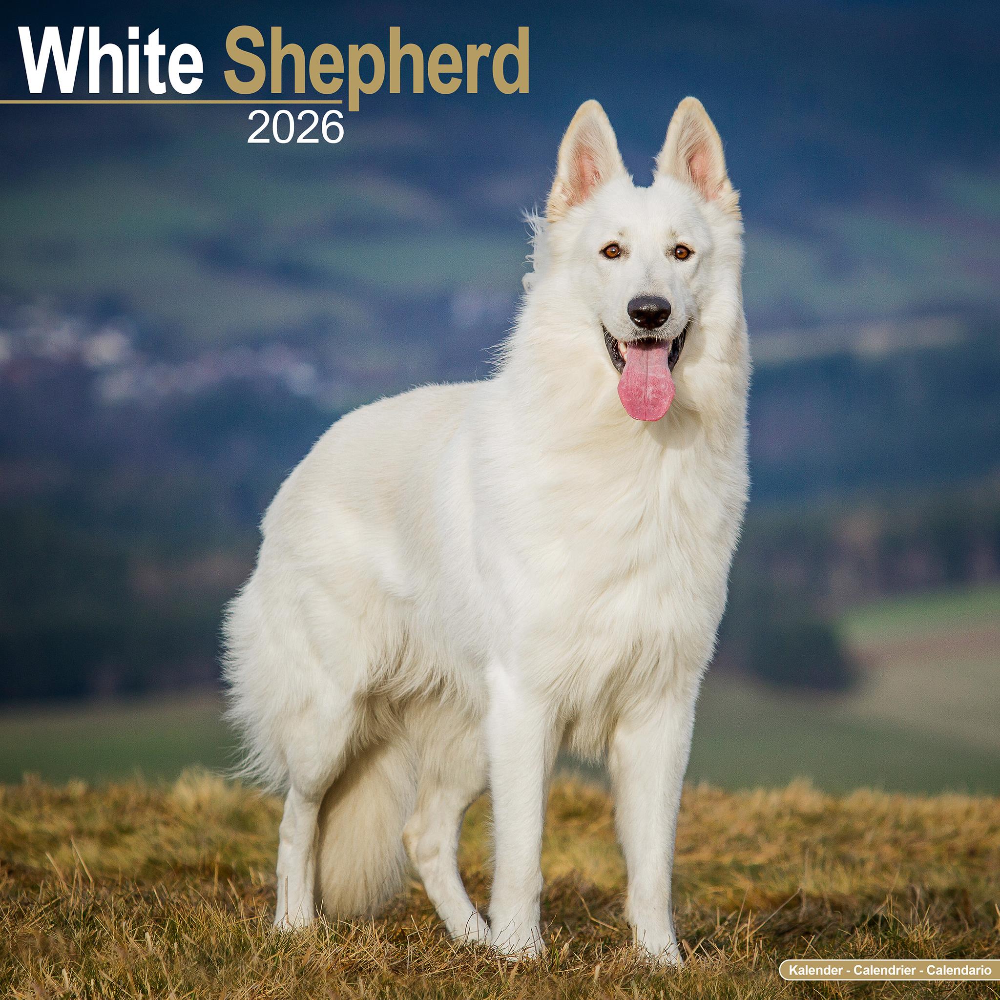 Calendrier mural White Shepherd 2026