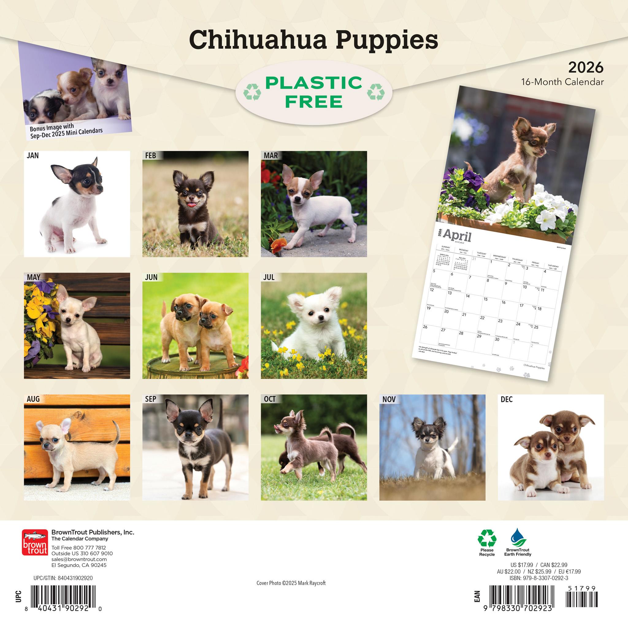 Calendrier mural Chiots Chihuahua 2026